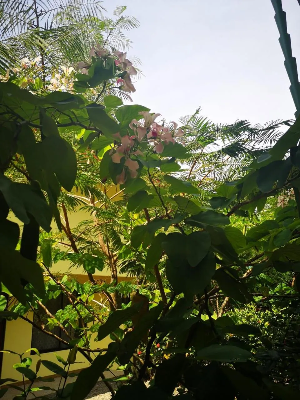 Garden in Hotel Cabinas el Tecal