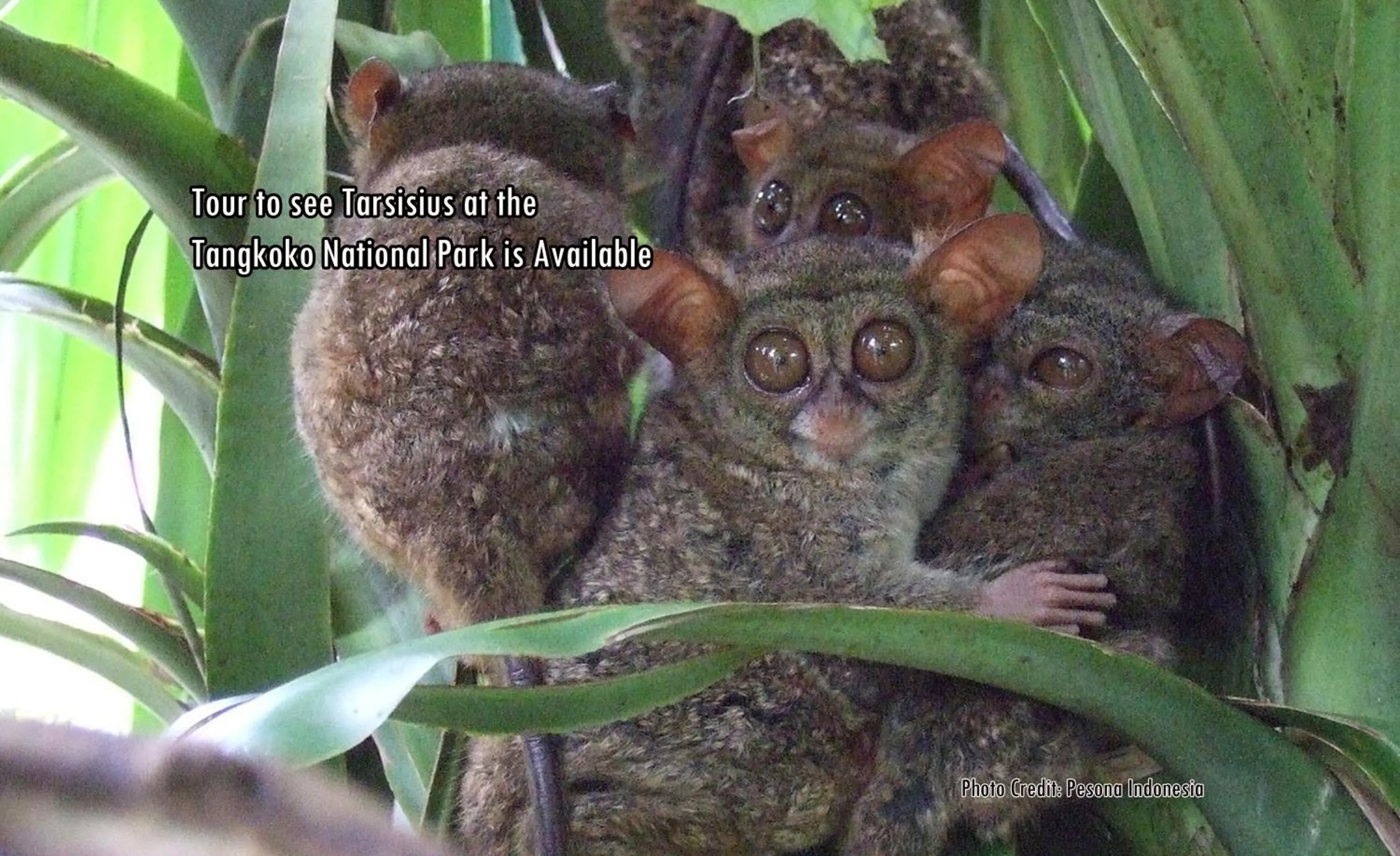 Animals in Botanica Nature Resort