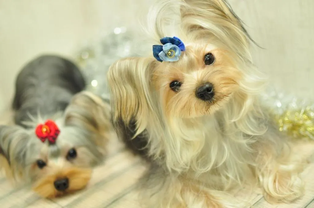 Pets in Villa Ortigia