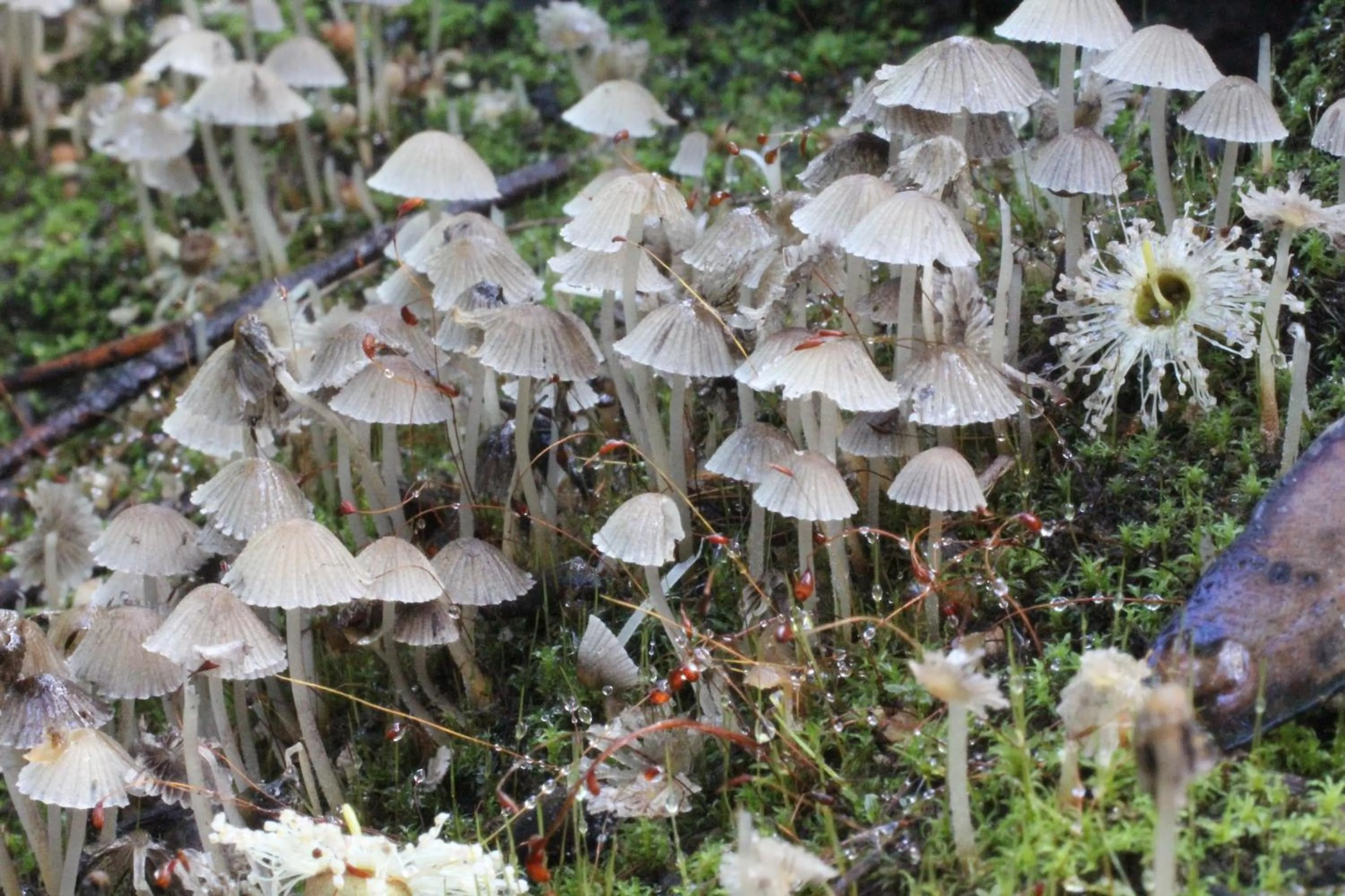 Natural landscape in Che Sara Sara Chalets