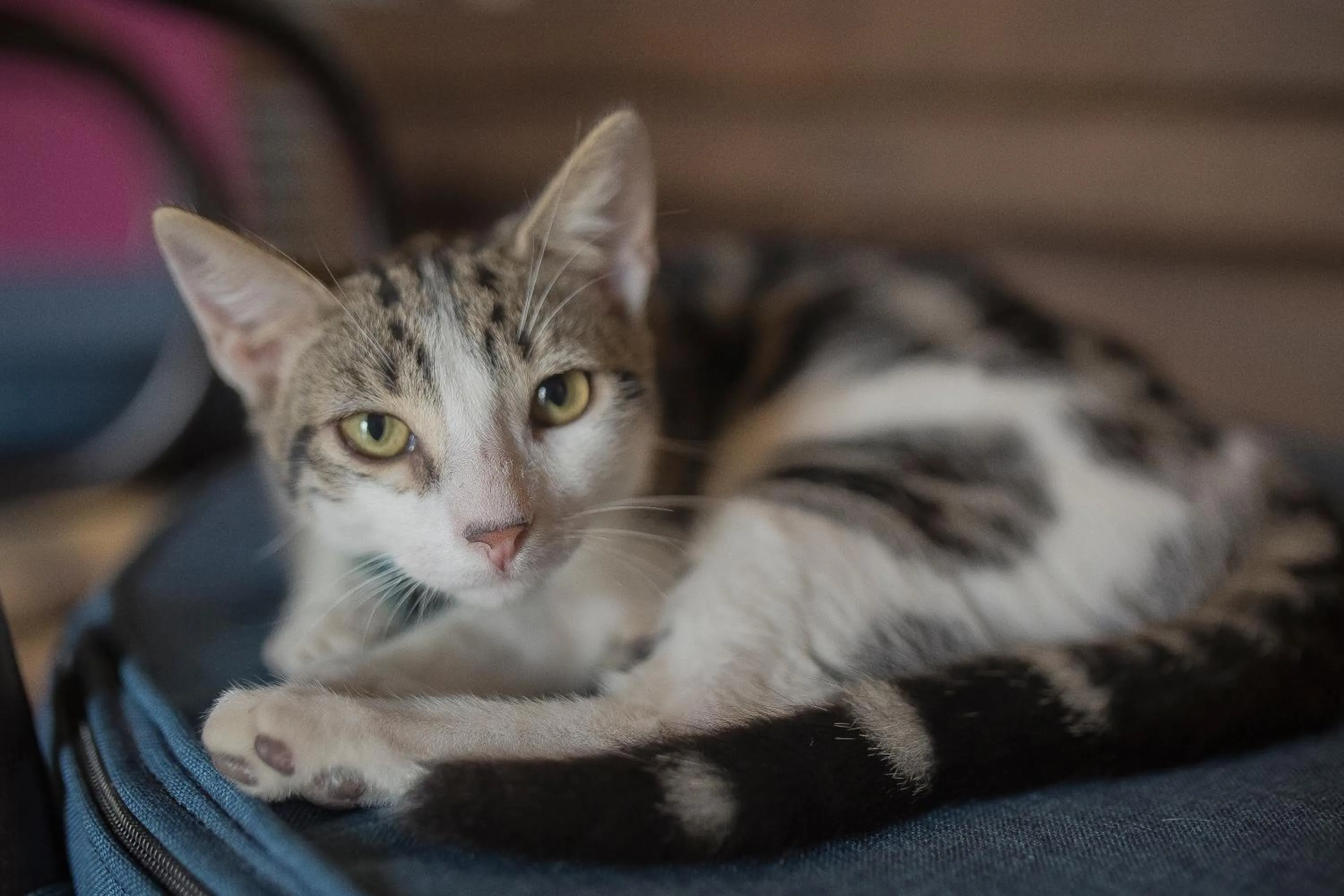 Pets in Sophia Hotel By OxoHotel