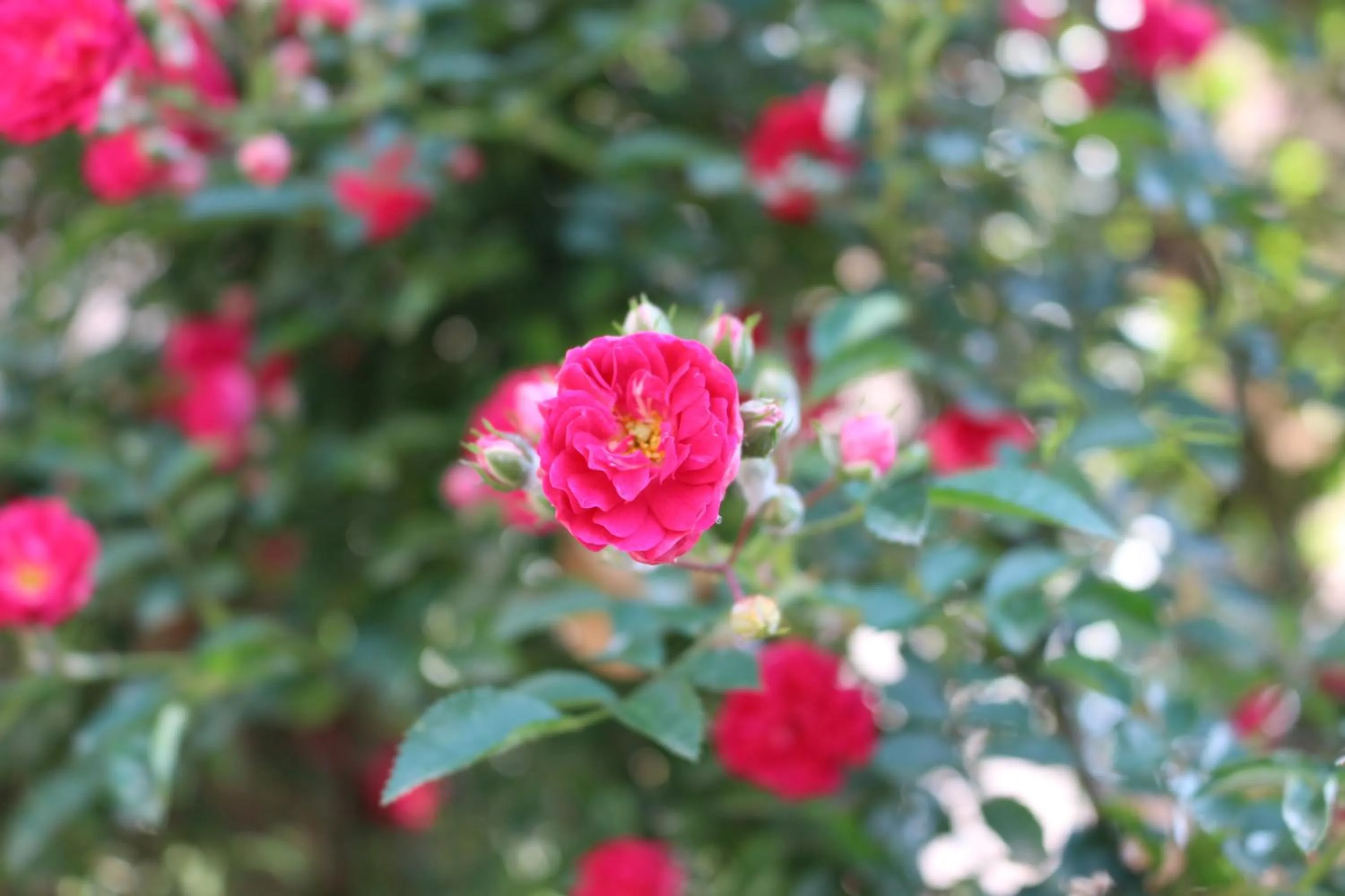 Garden in Sapa Dragon Hotel