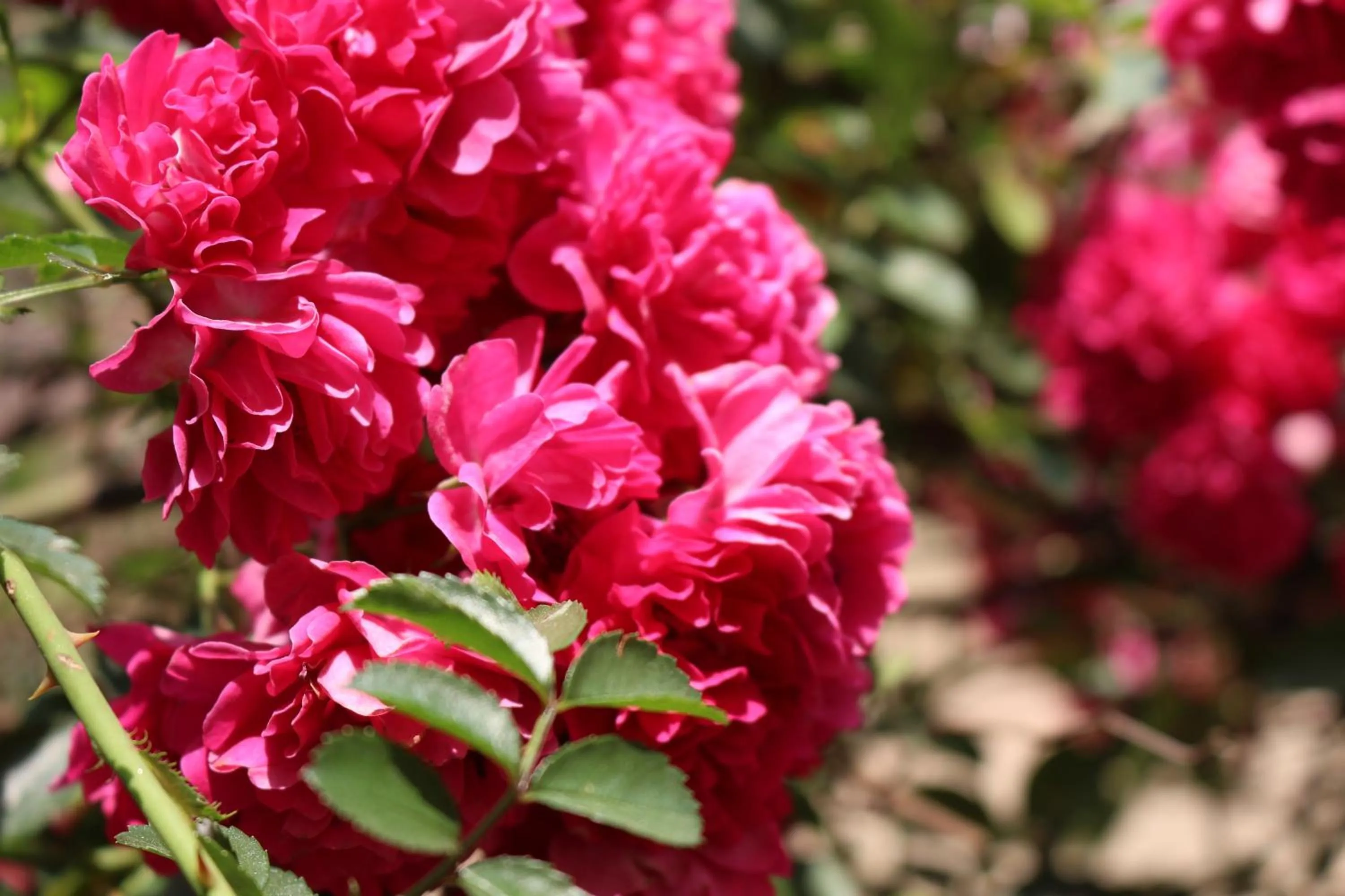Garden in Sapa Dragon Hotel