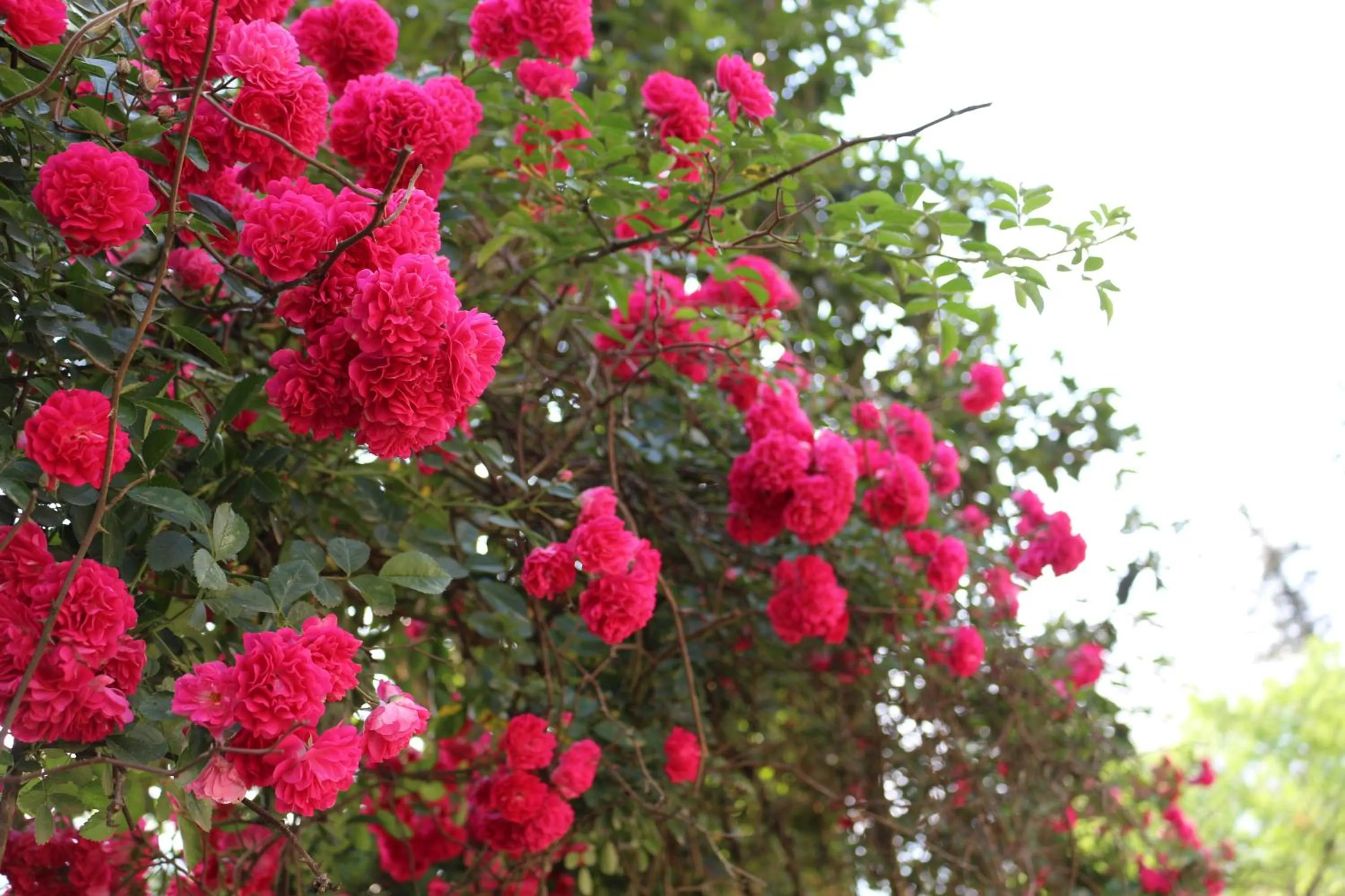 Garden in Sapa Dragon Hotel