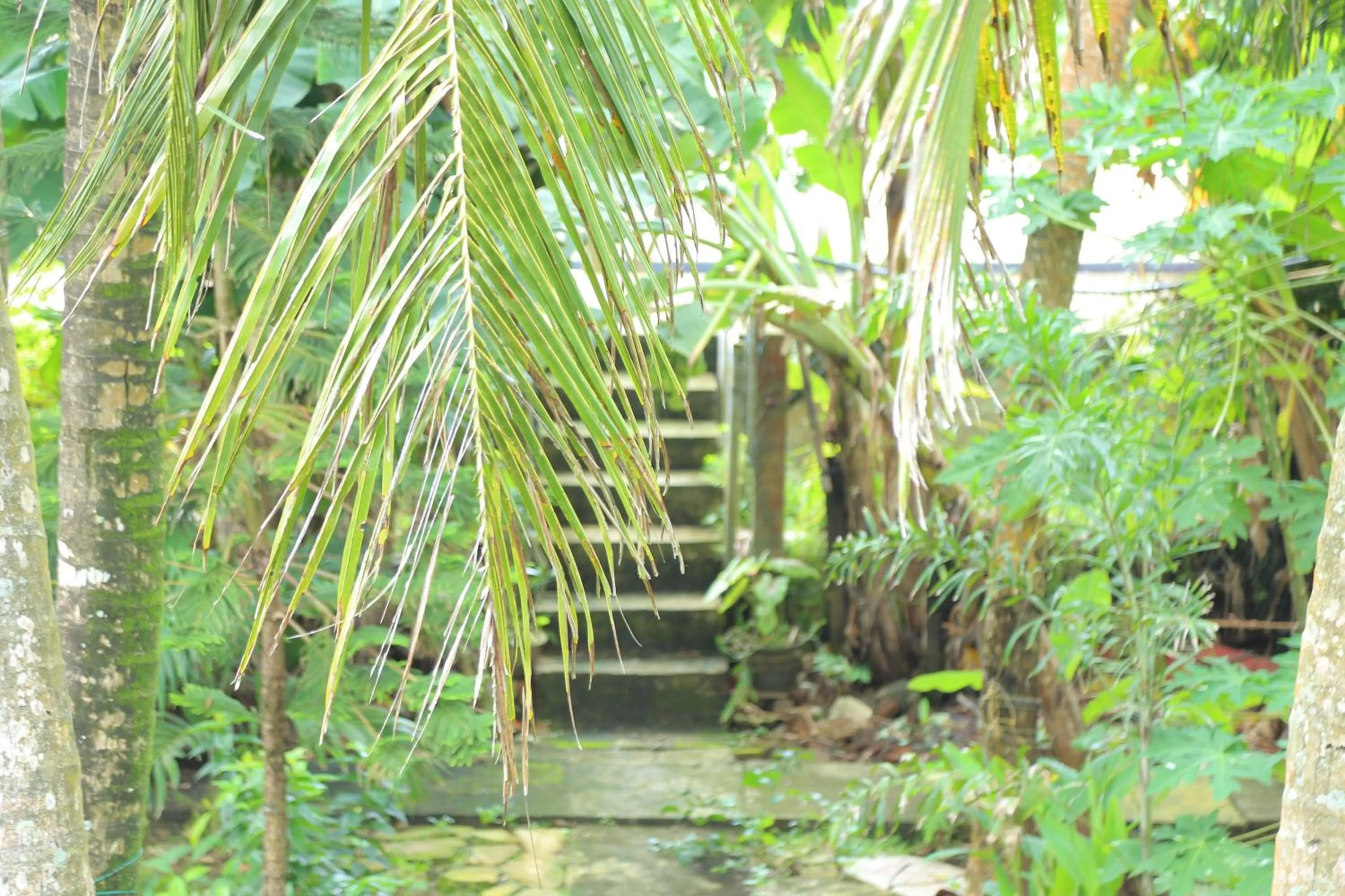 Garden in Osanda Guest