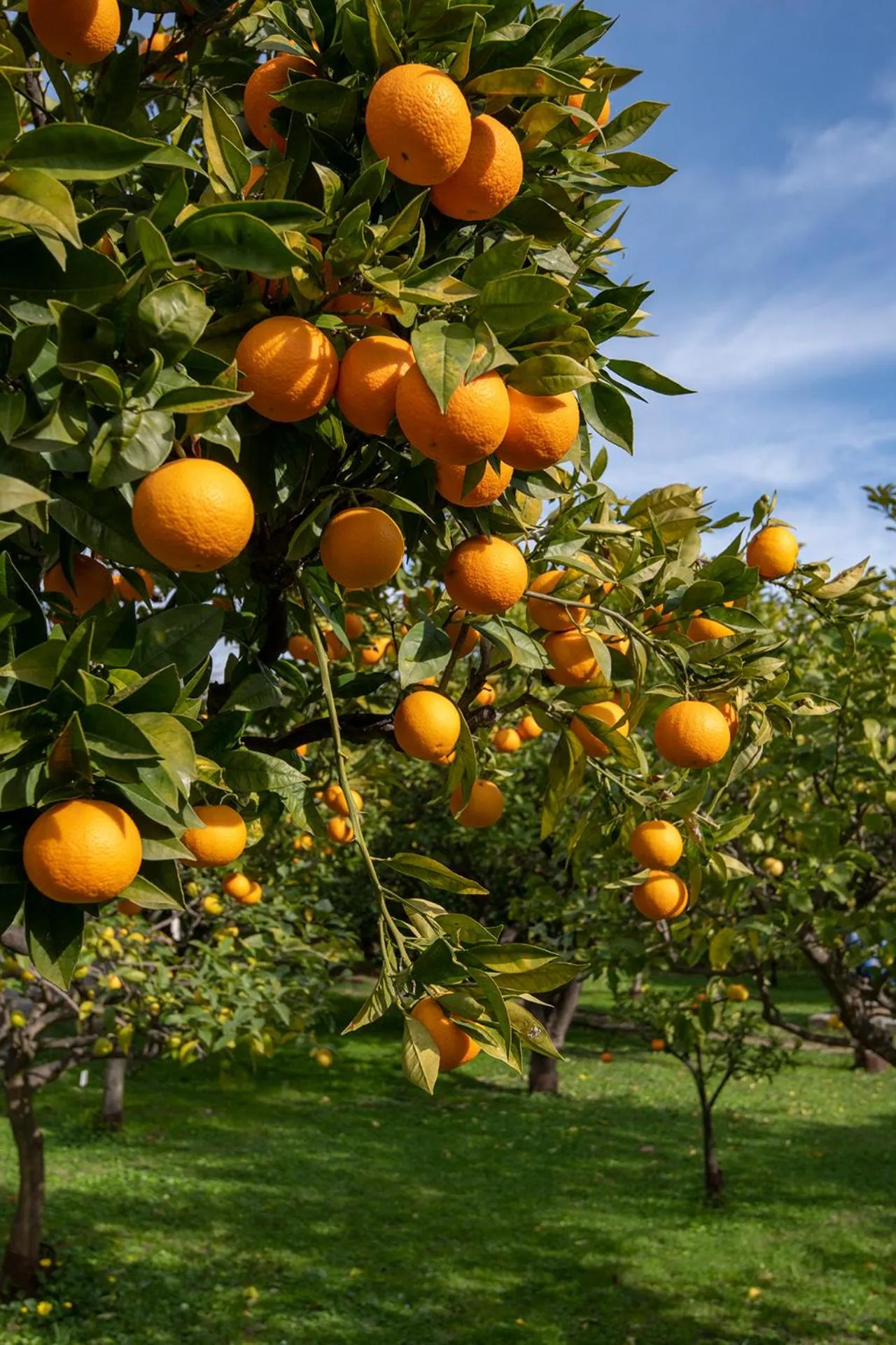Area and facilities in Hôtel Vendôme Menton