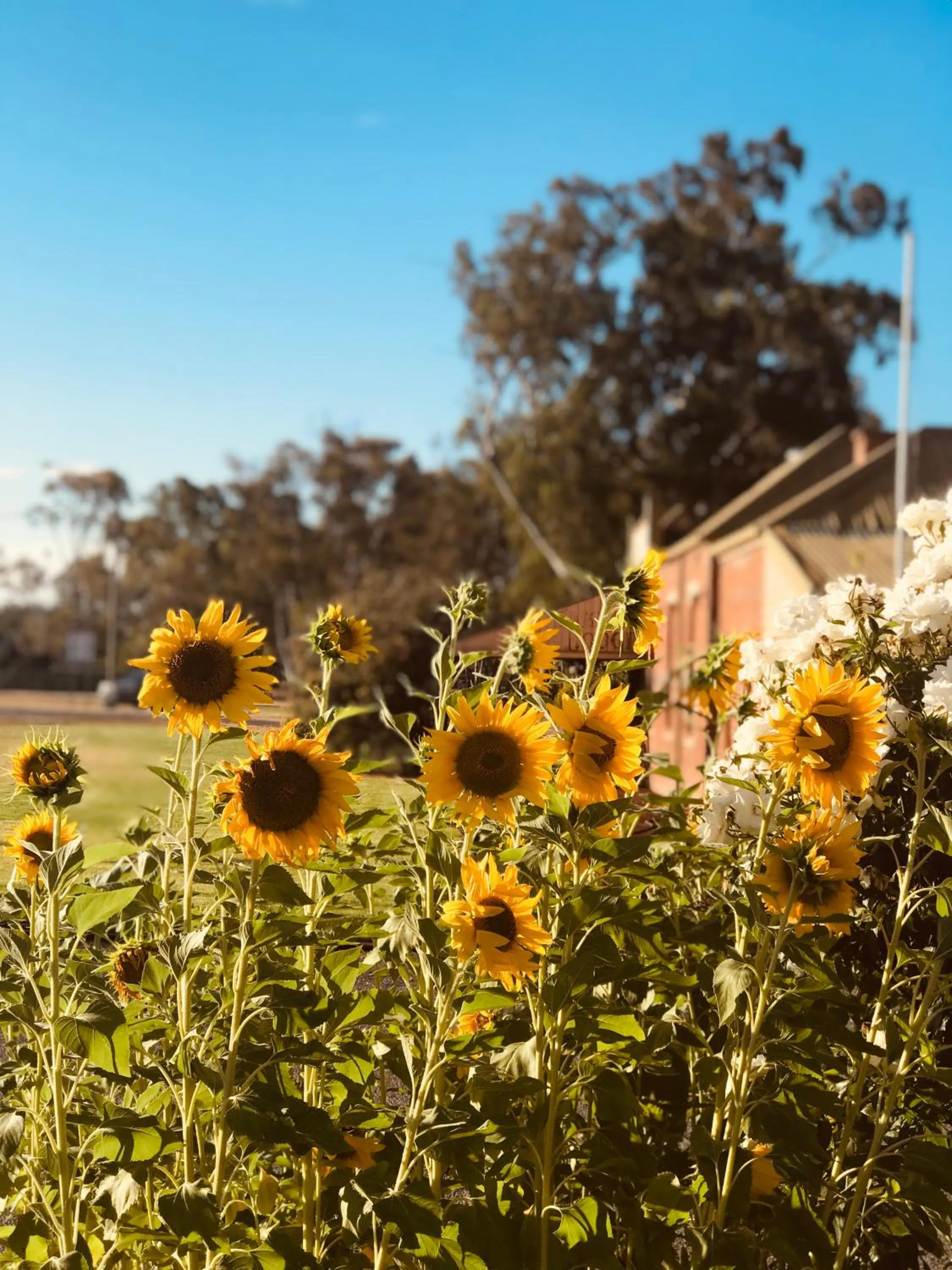Garden view in Bakery Park Motor Inn