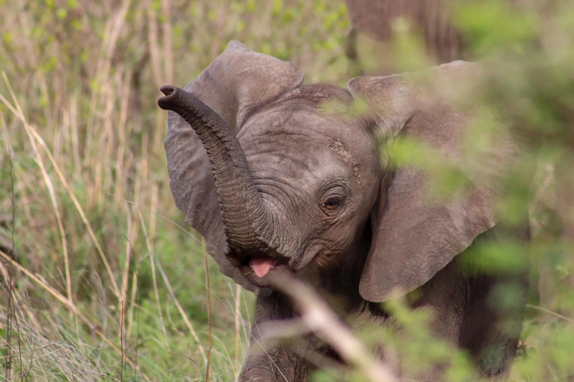 Animals in Xanatseni Private Camp