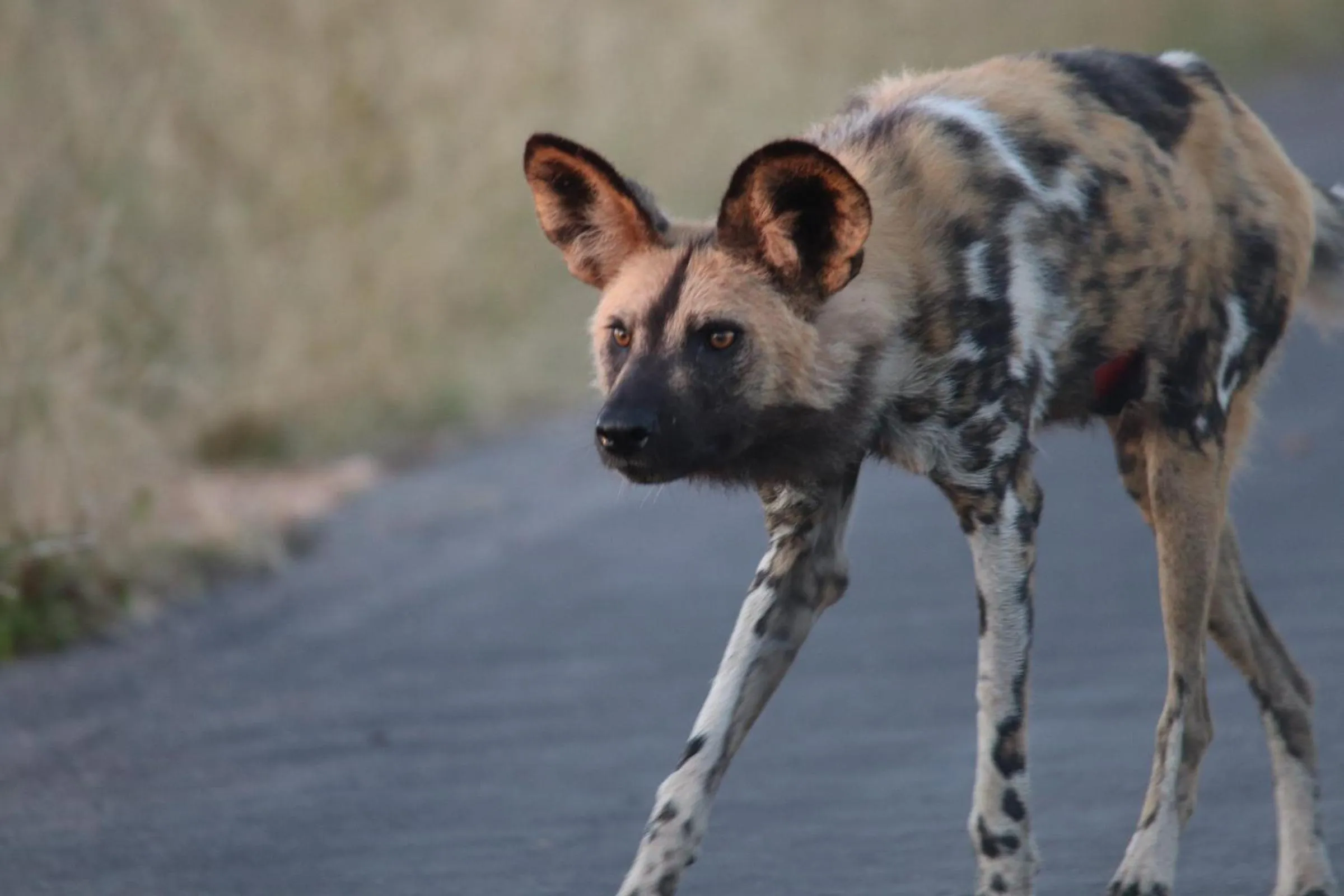 Animals in Xanatseni Private Camp