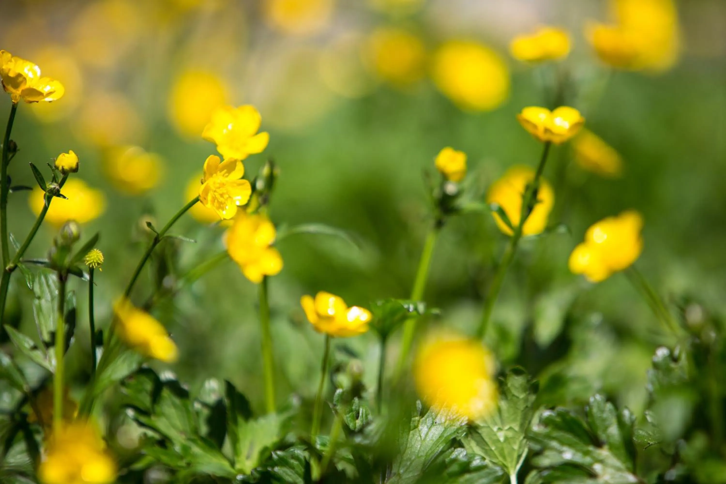 Garden in Buttercup Hill