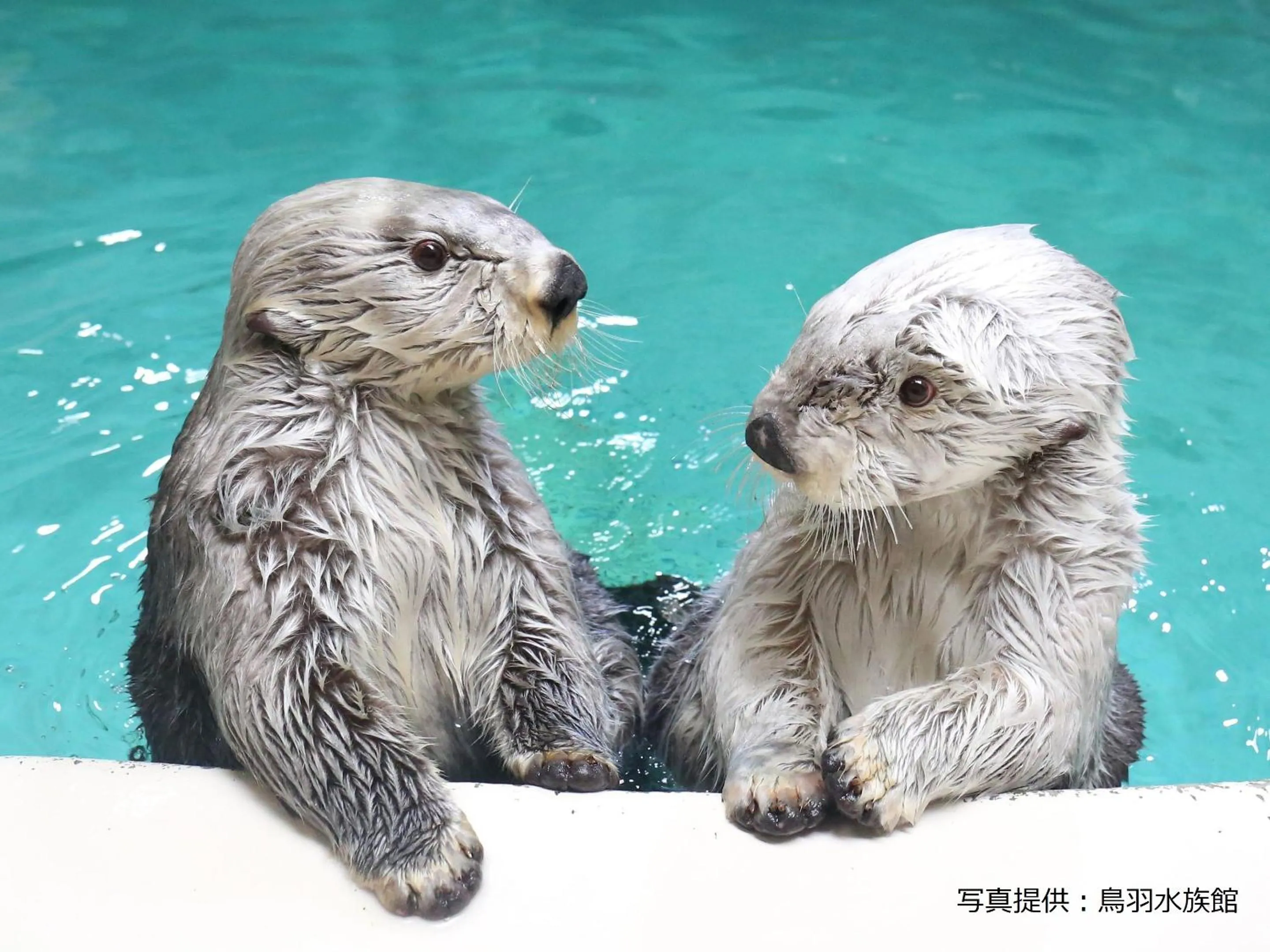 Nearby landmark in Ooedo Onsen Monogatari Premium Shima Saichoraku