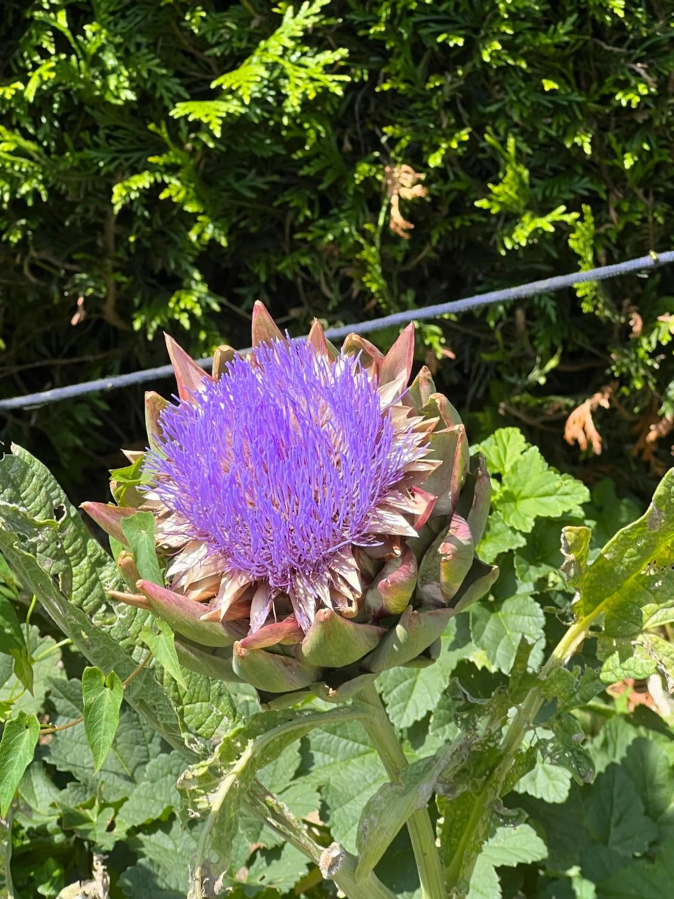 Garden in Les Prémices De La Forêt