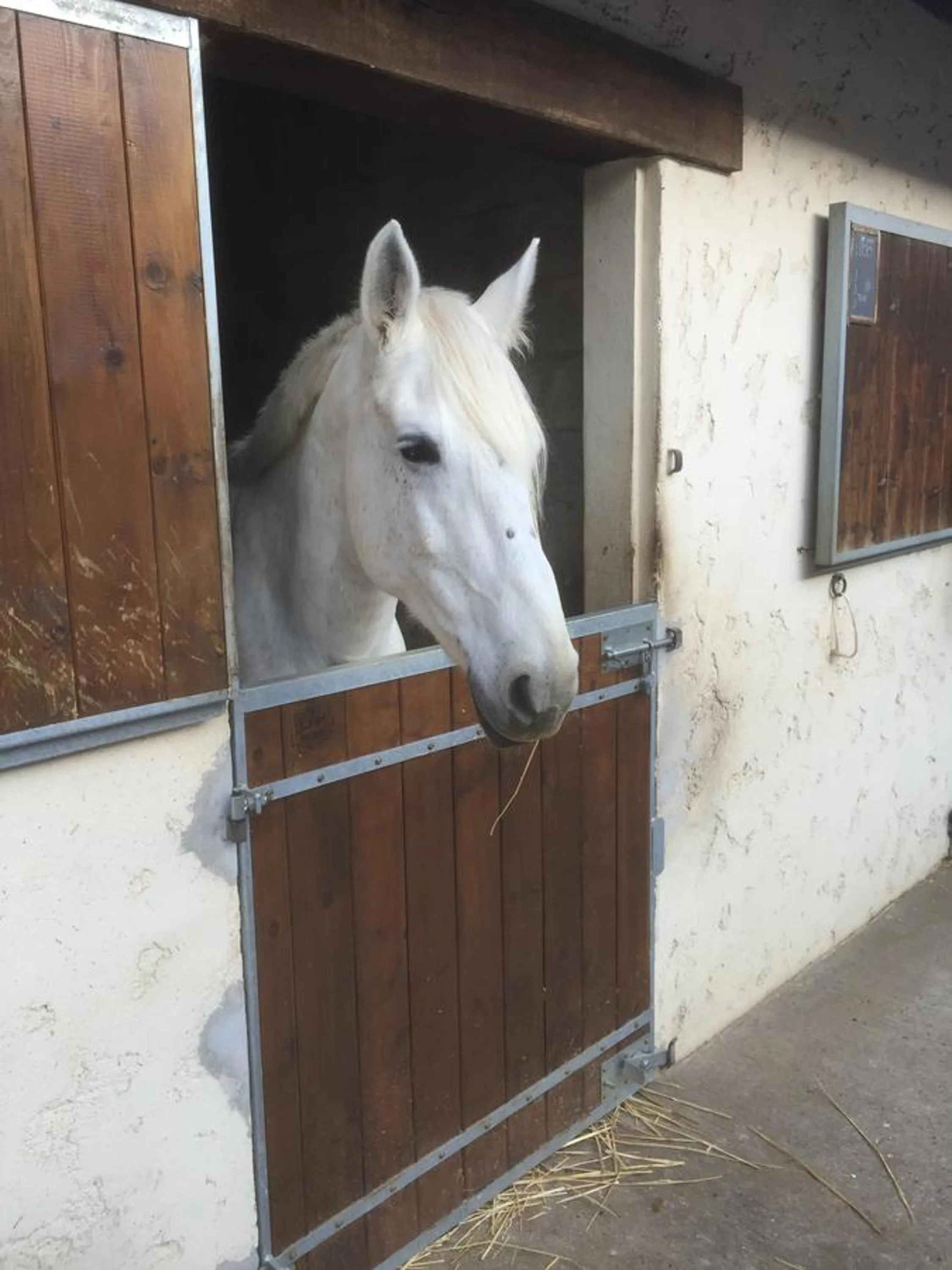 Horse-riding in Les Prémices De La Forêt