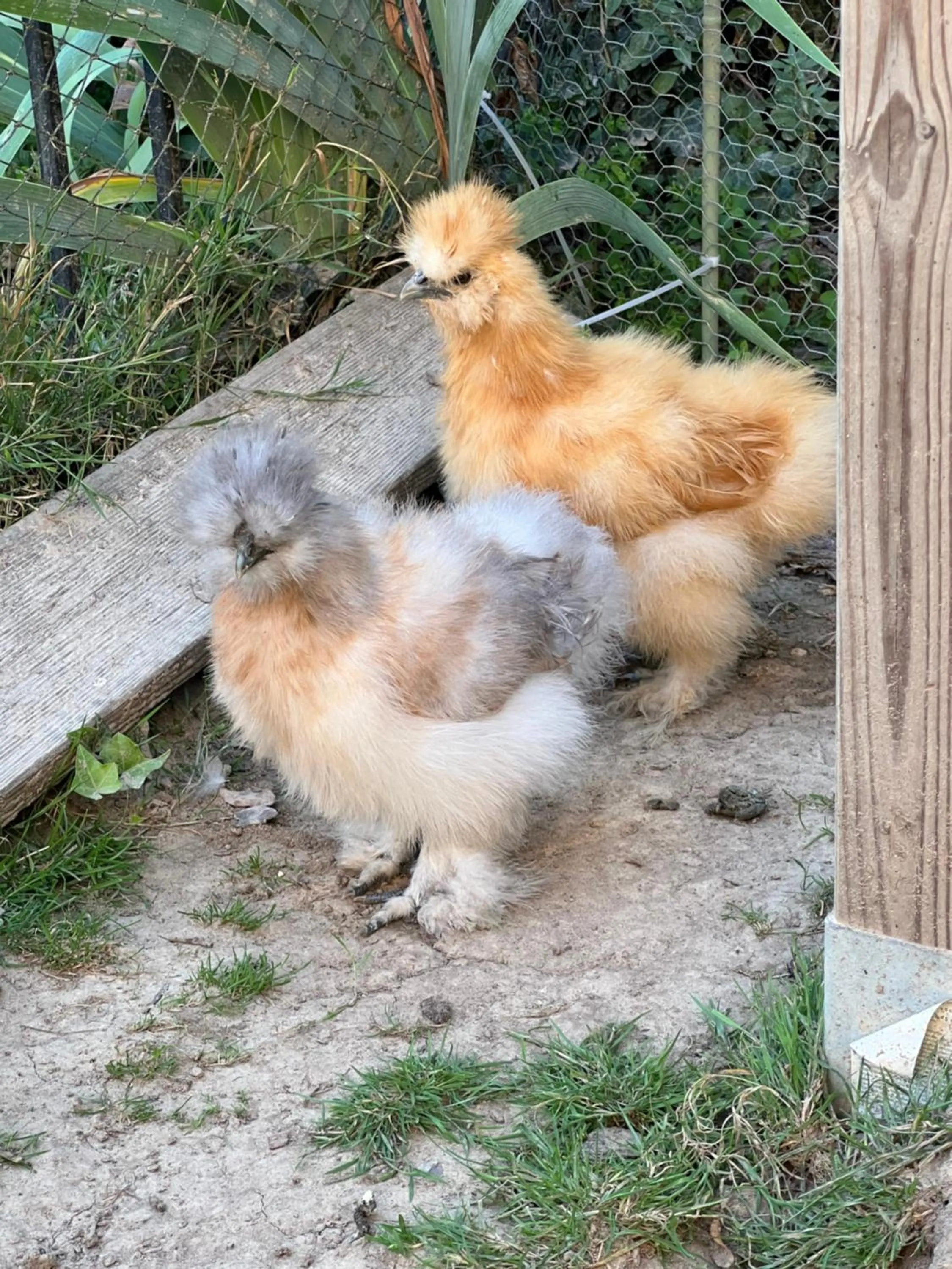 Property building in Les Prémices De La Forêt