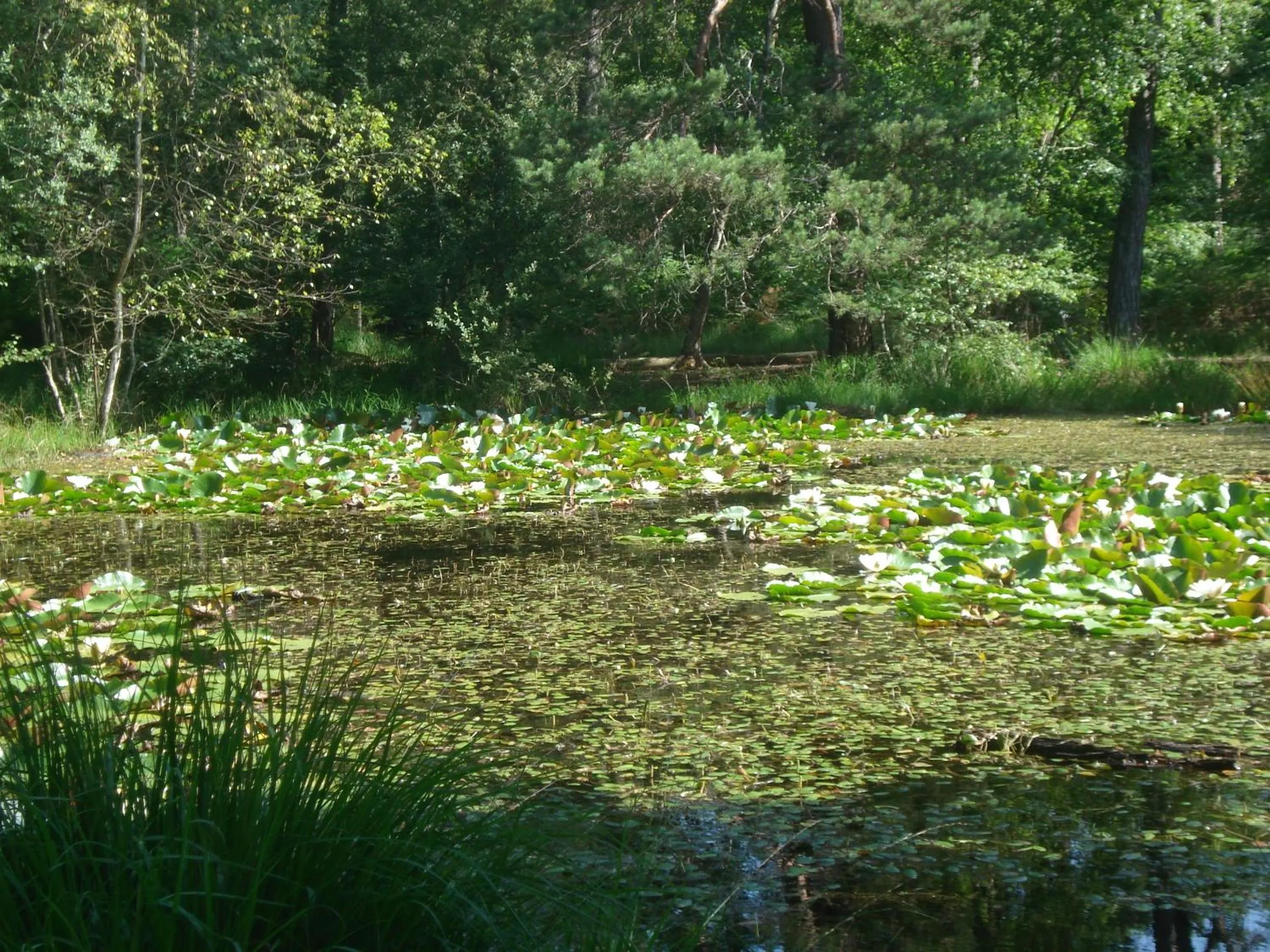 Nearby landmark in Les Prémices De La Forêt
