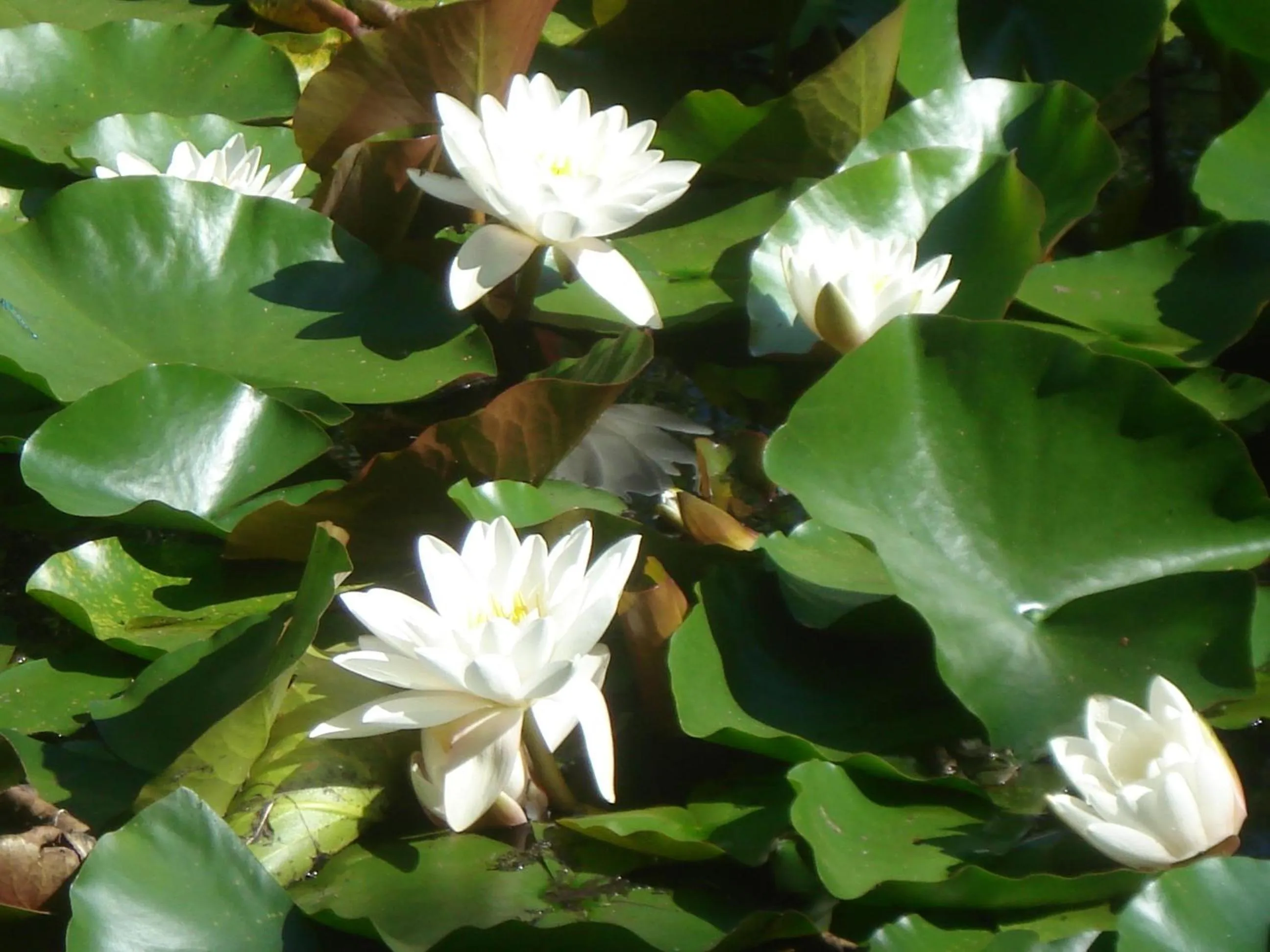 Nearby landmark in Les Prémices De La Forêt