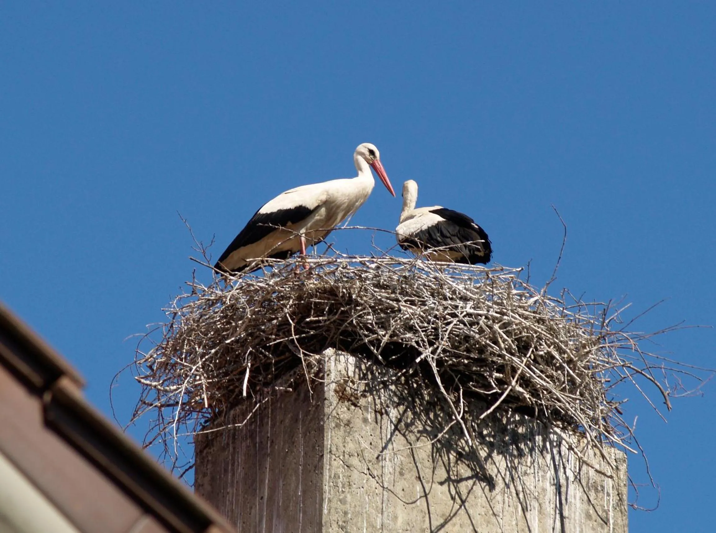 Animals in Hotel Sonne29