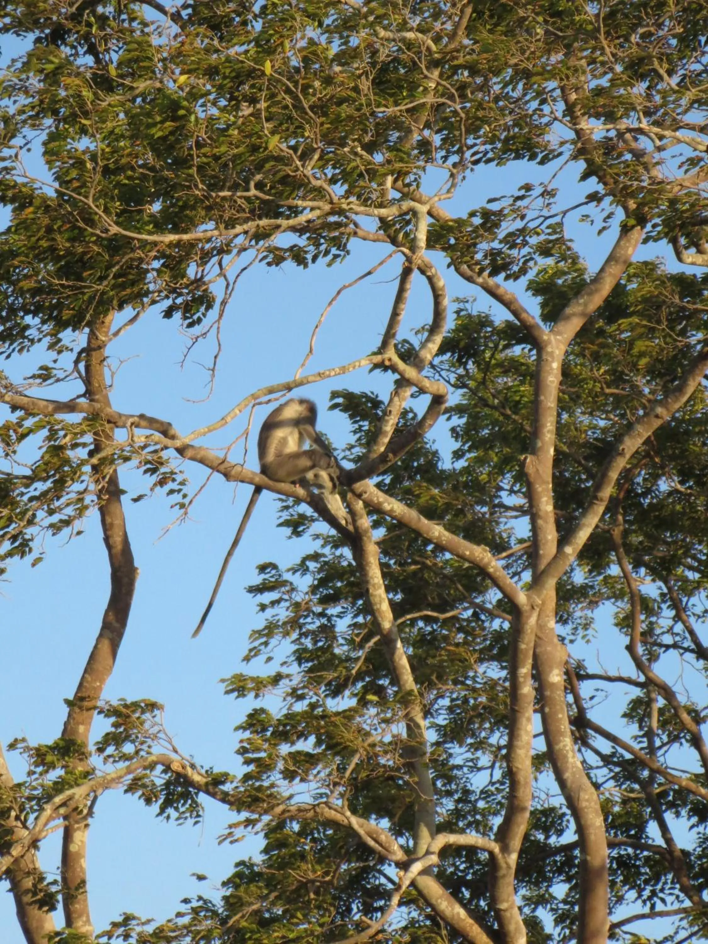 Animals in Lanka Beach Boutique Bungalows & Grand Villa