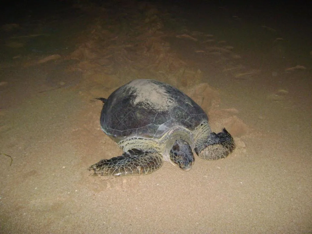 Lanka Beach Boutique Bungalows & Grand Villa