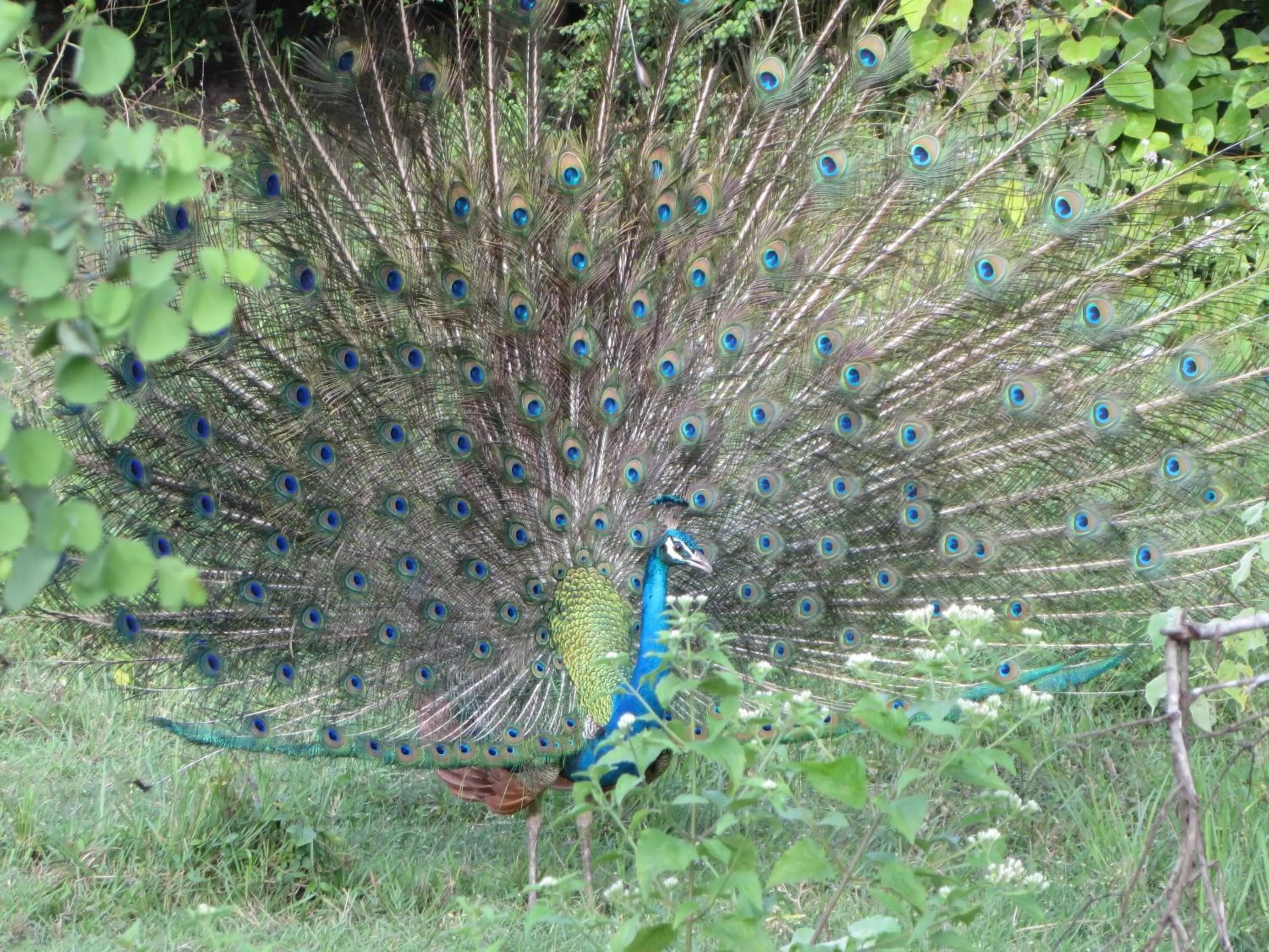 Animals in Lanka Beach Boutique Bungalows & Grand Villa