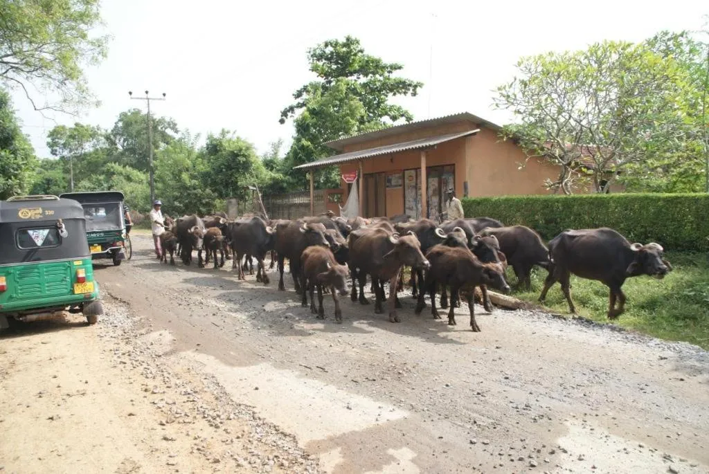 Lanka Beach Boutique Bungalows & Grand Villa