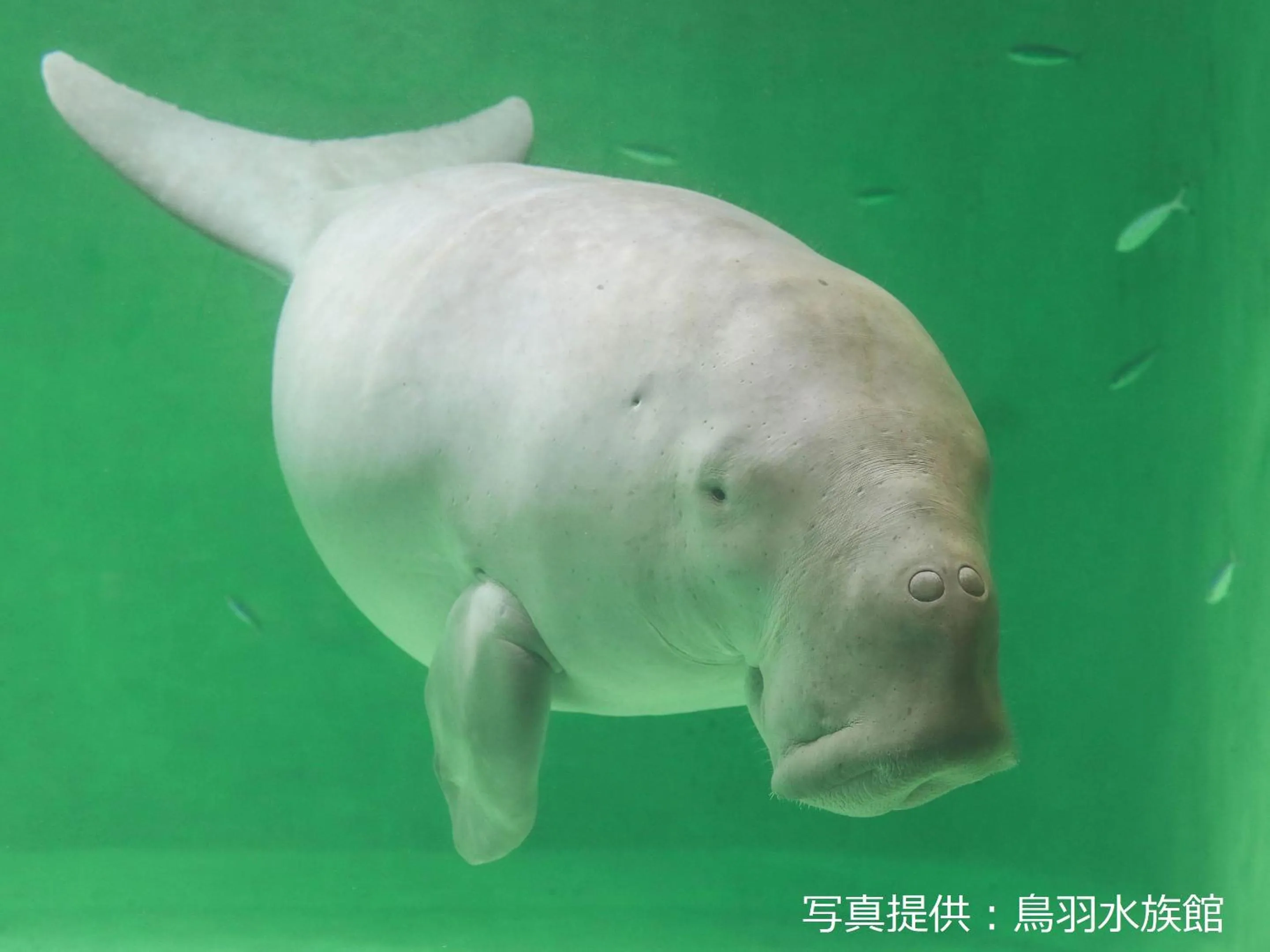 Nearby landmark in Ooedo Onsen Monogatari Premium Toba Saichoraku