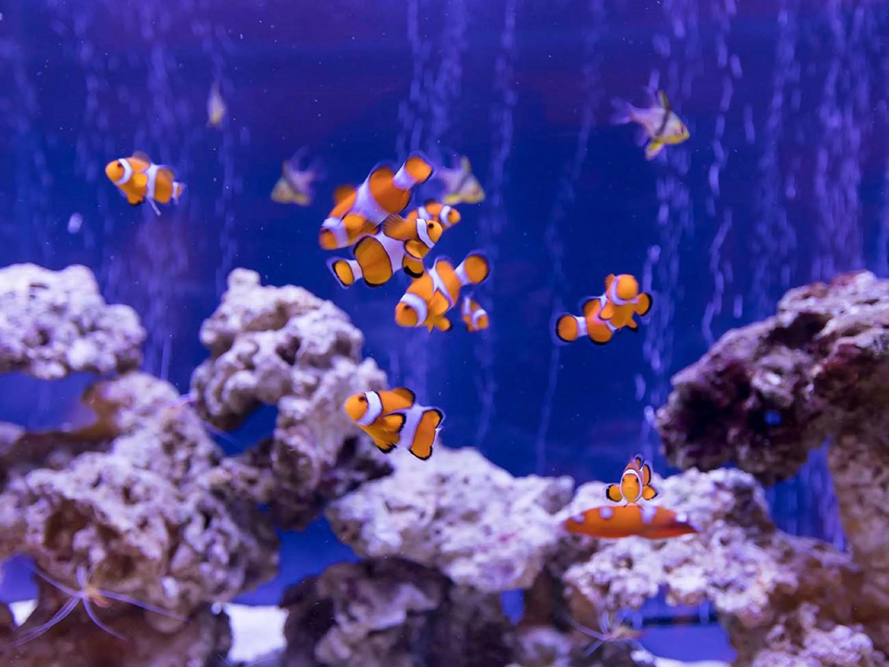 Lobby or reception in Ooedo Onsen Monogatari Premium Toba Saichoraku