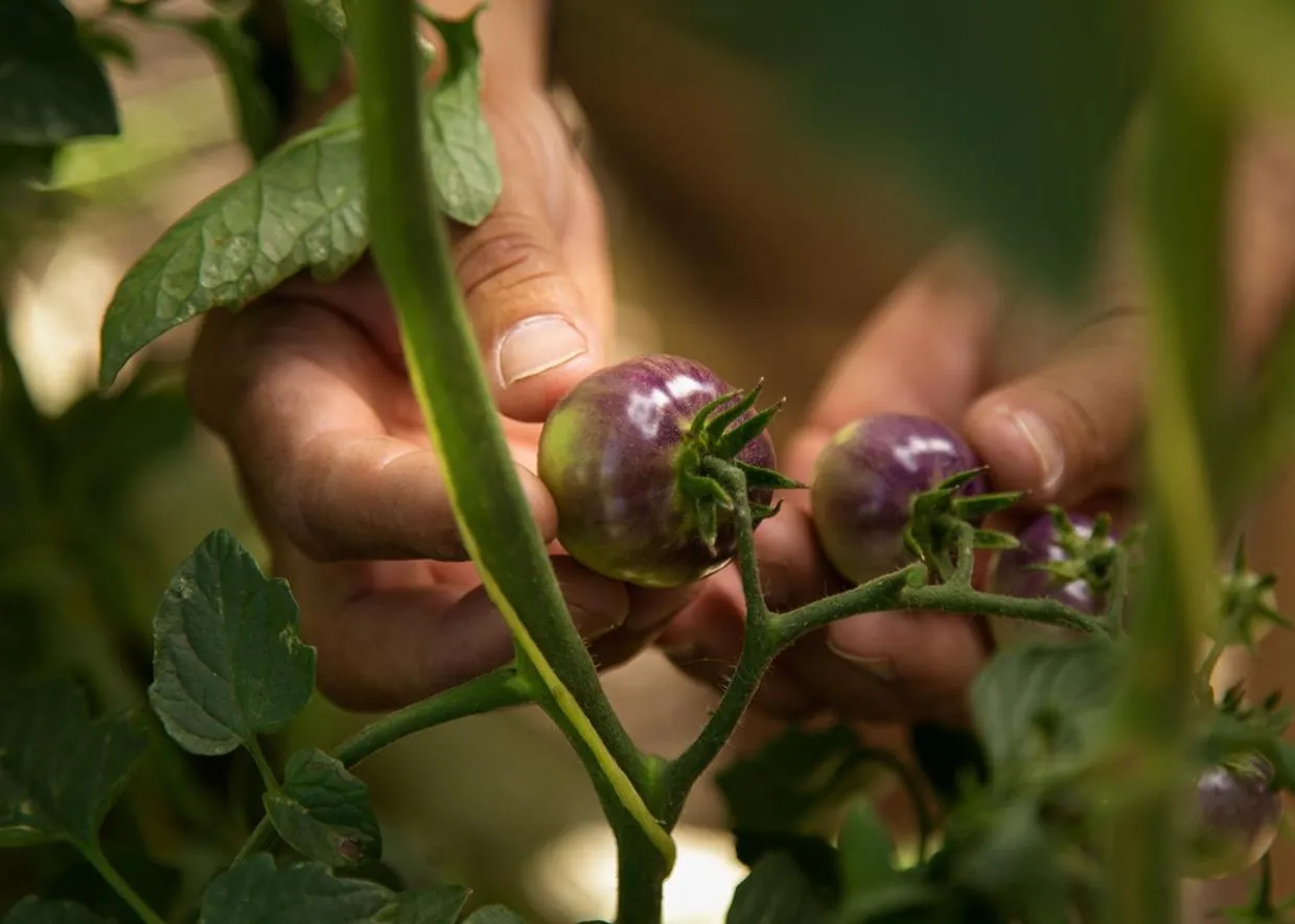 Garden in Posada Rural La Matilde