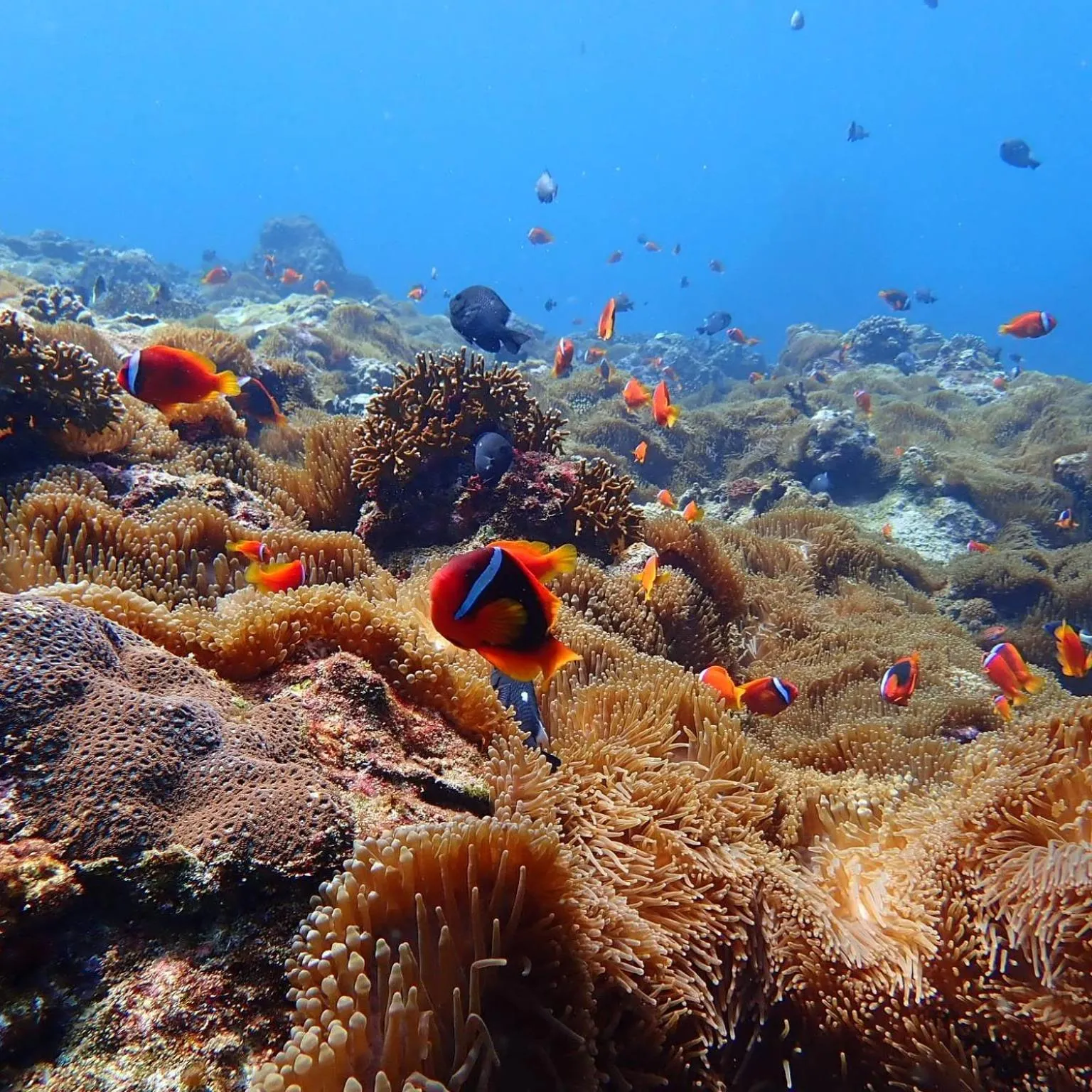 Snorkeling in Green Island Ocean Rhythem dive B&B 綠島海韻民宿