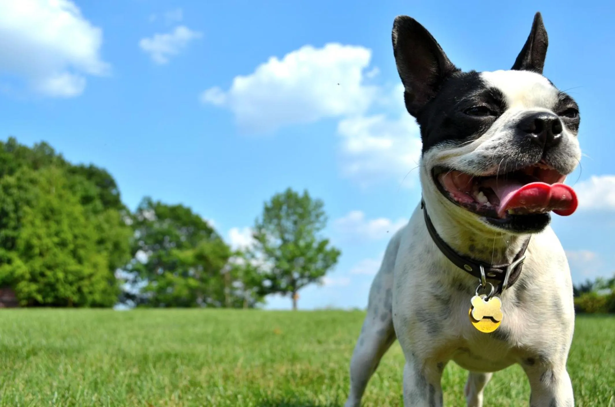 Animals in Aloft Dynamic Town