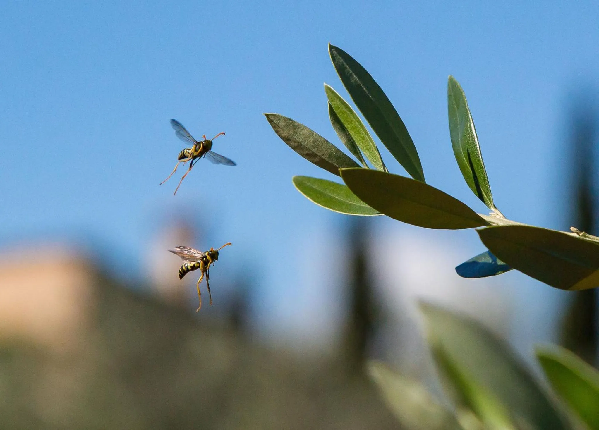 Other in Son Colom -Turismo de interior