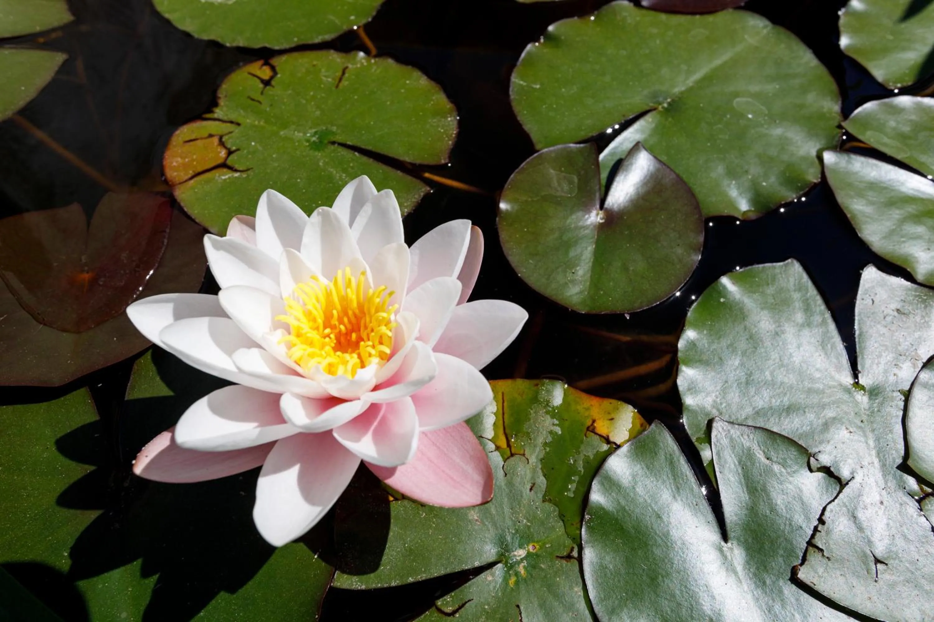 Garden in Son Colom -Turismo de interior