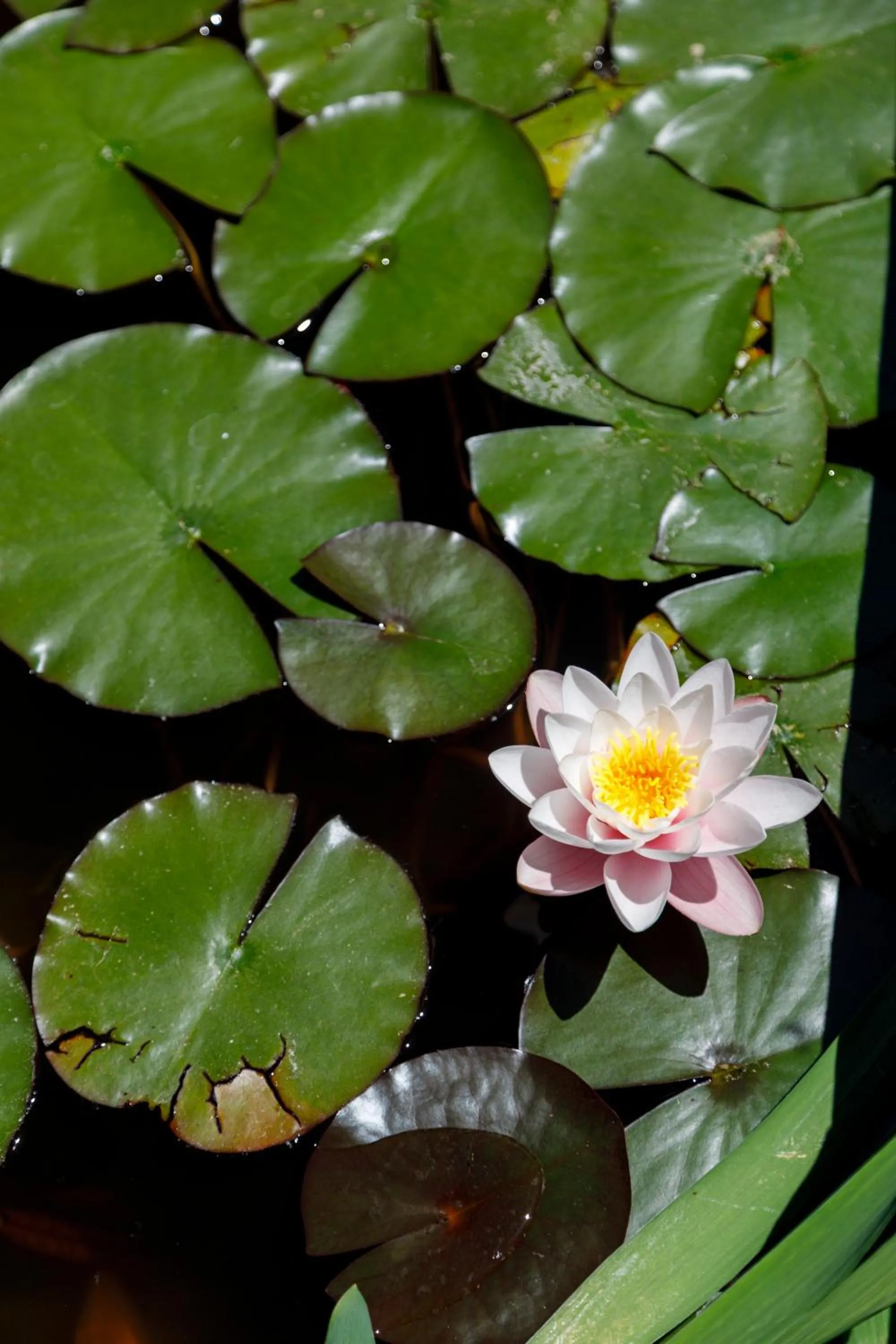 Garden in Son Colom -Turismo de interior