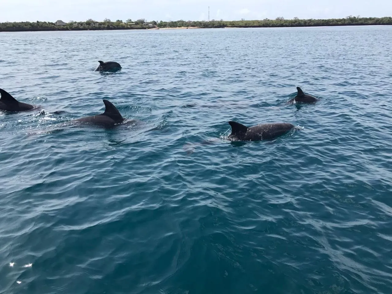 Animals in Upani in Diani