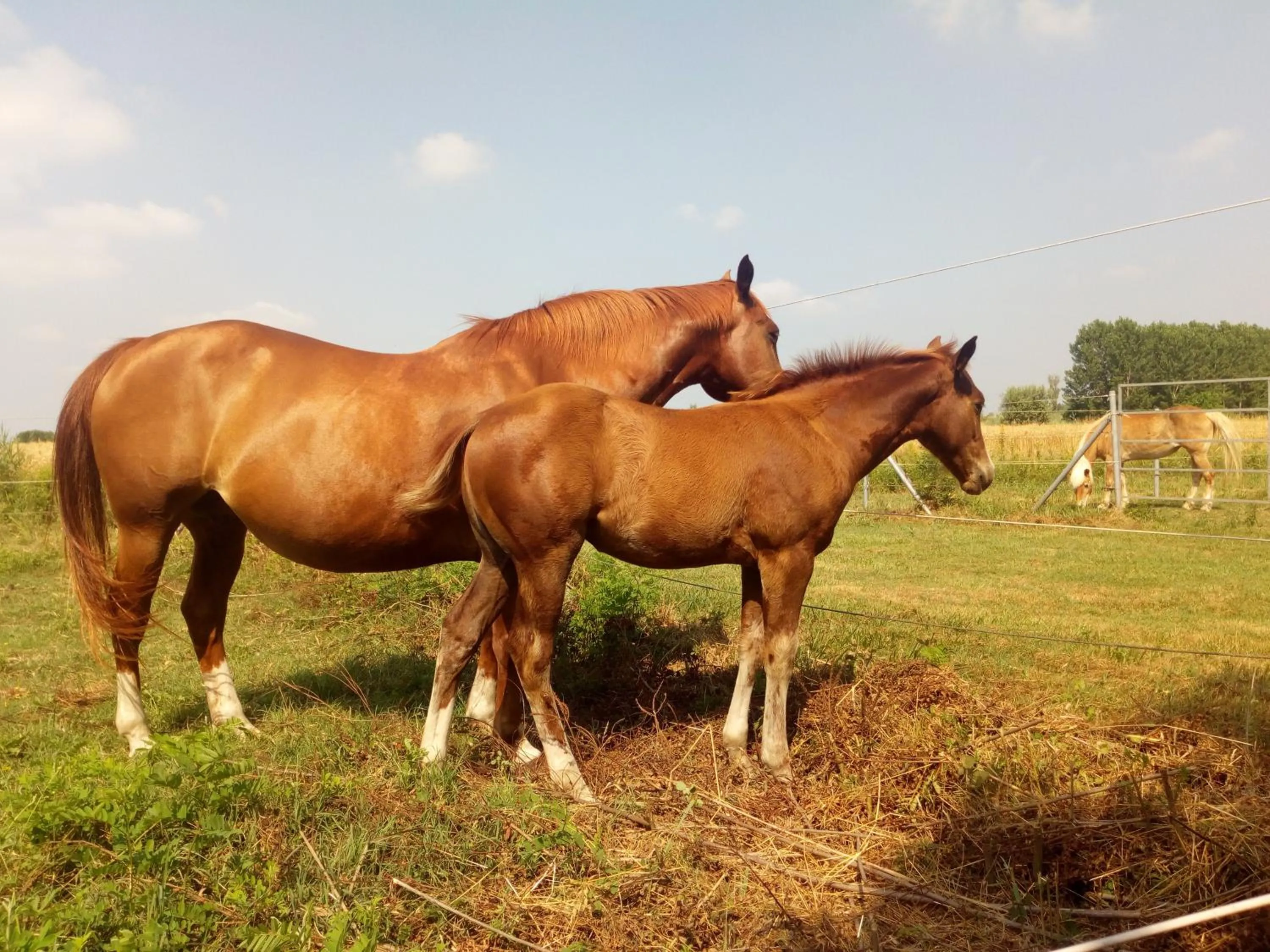 Animals in Agriturismo Adriano Pedretti