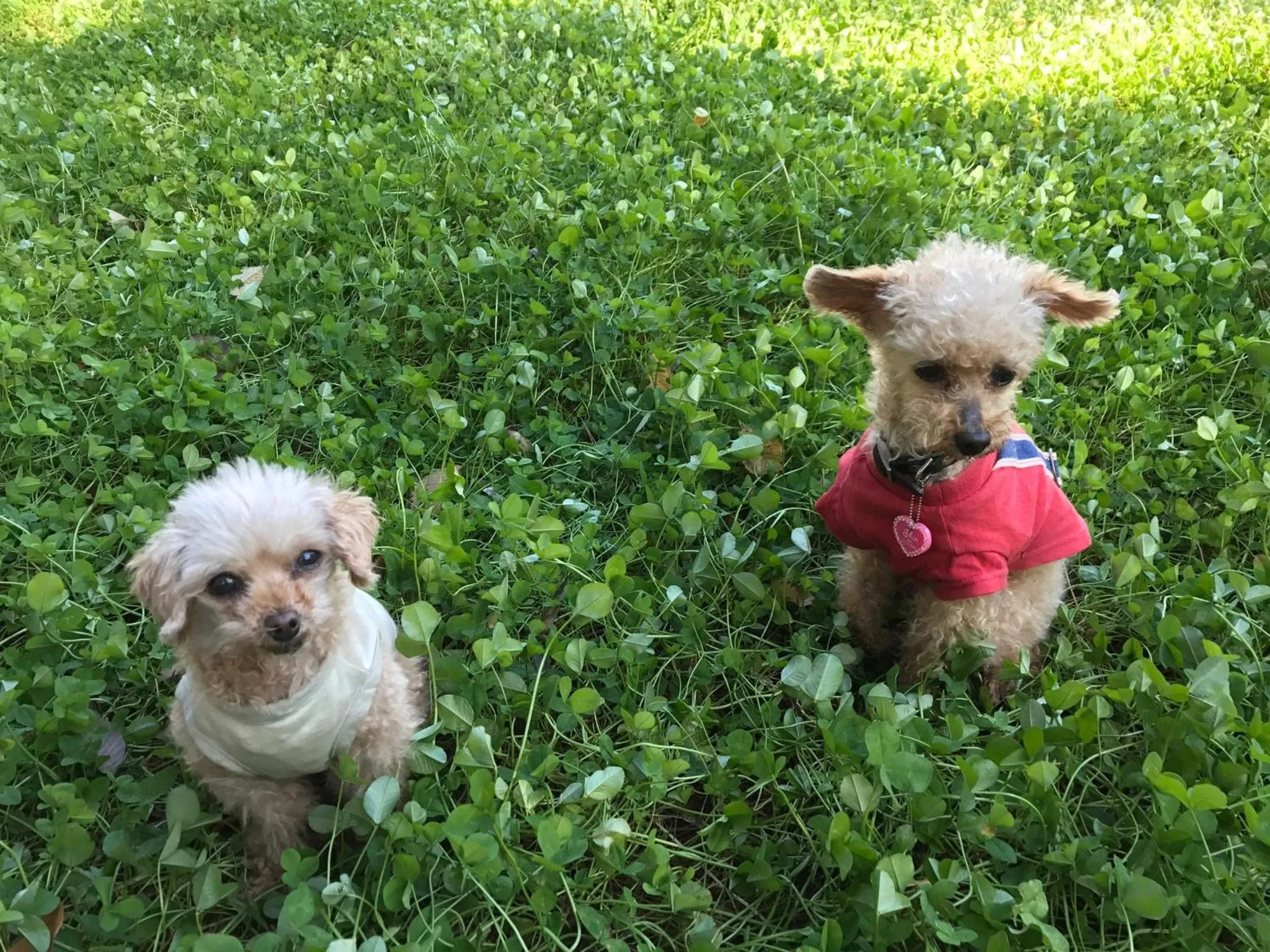 Pets in Asama Kogen Hotel