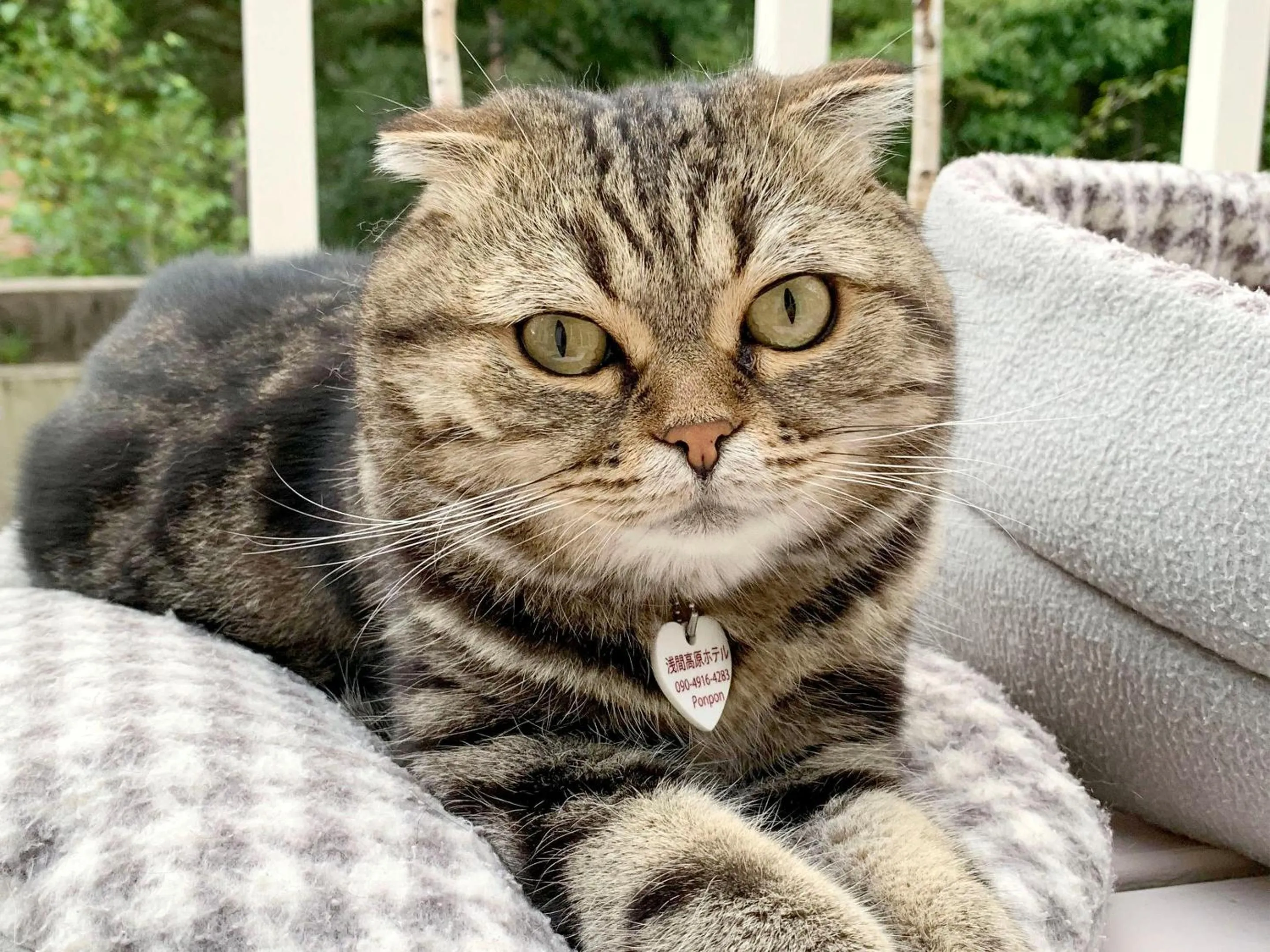 Pets in Asama Kogen Hotel