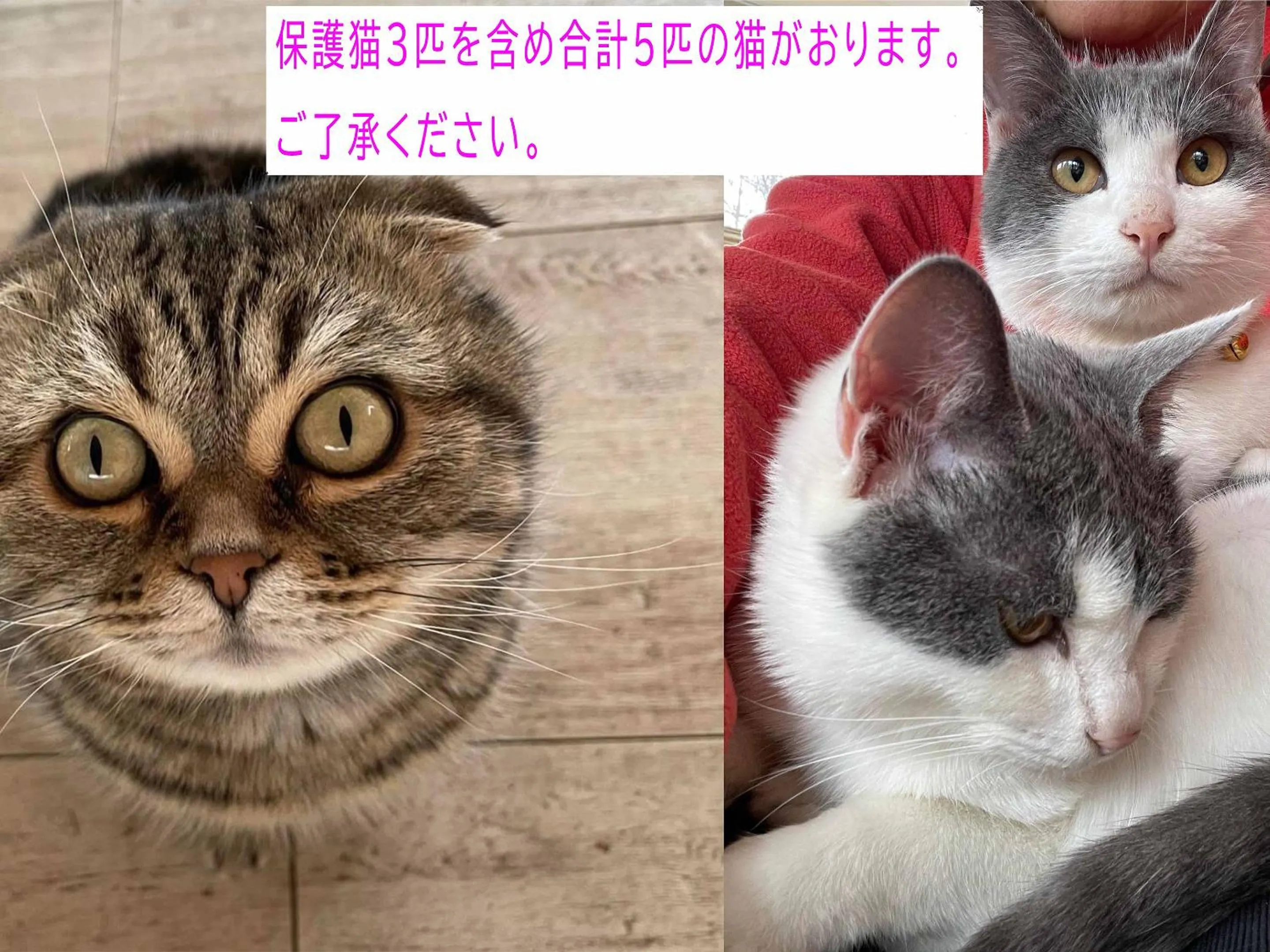 Animals in Asama Kogen Hotel