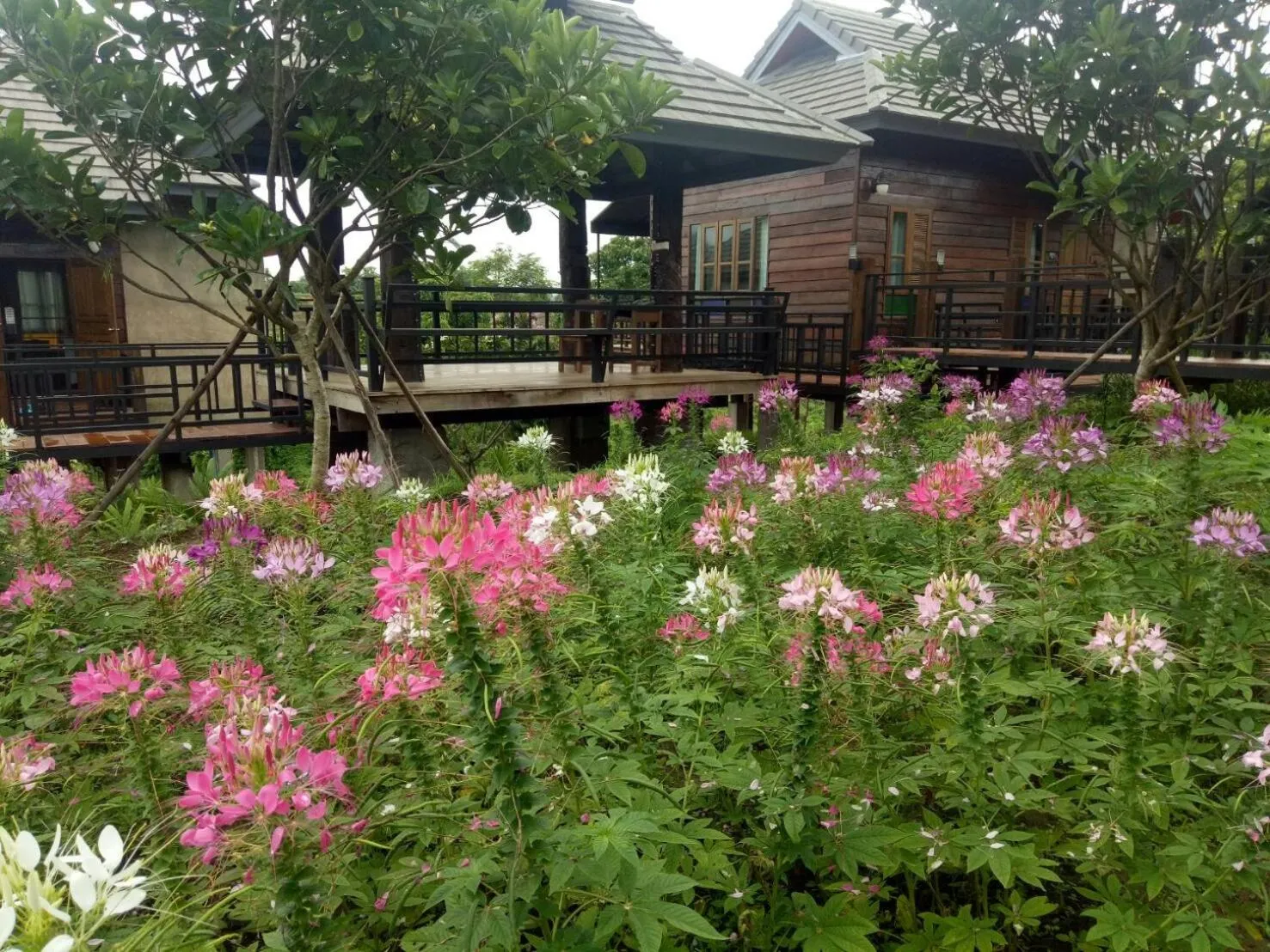 Garden view in Buraphat Resort
