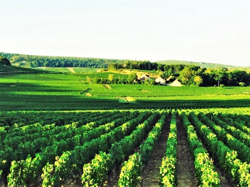 Off site in Domaine Pont Juillet