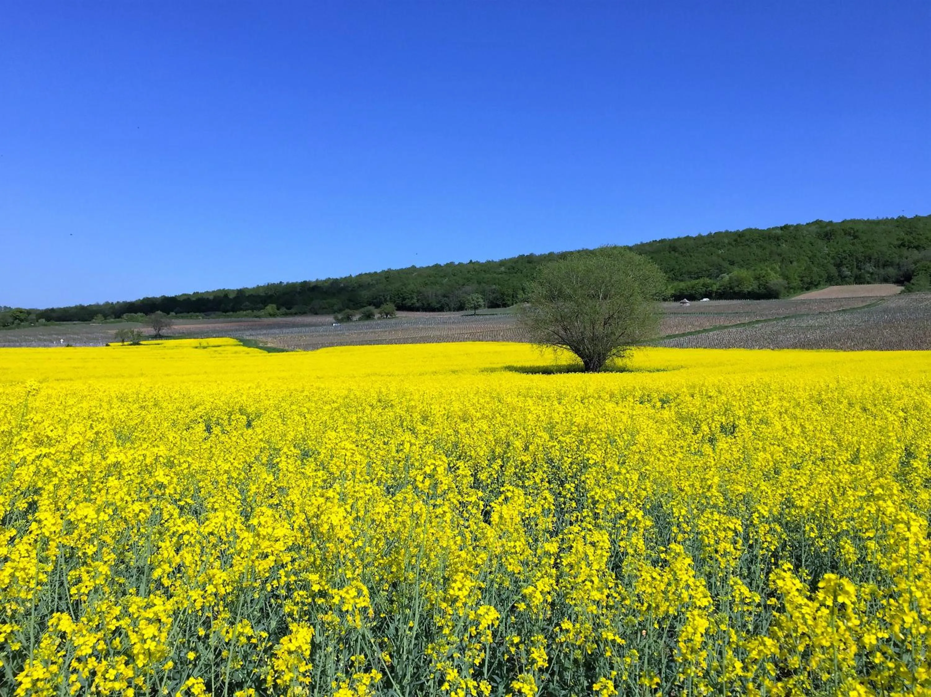 Spring in Domaine Pont Juillet