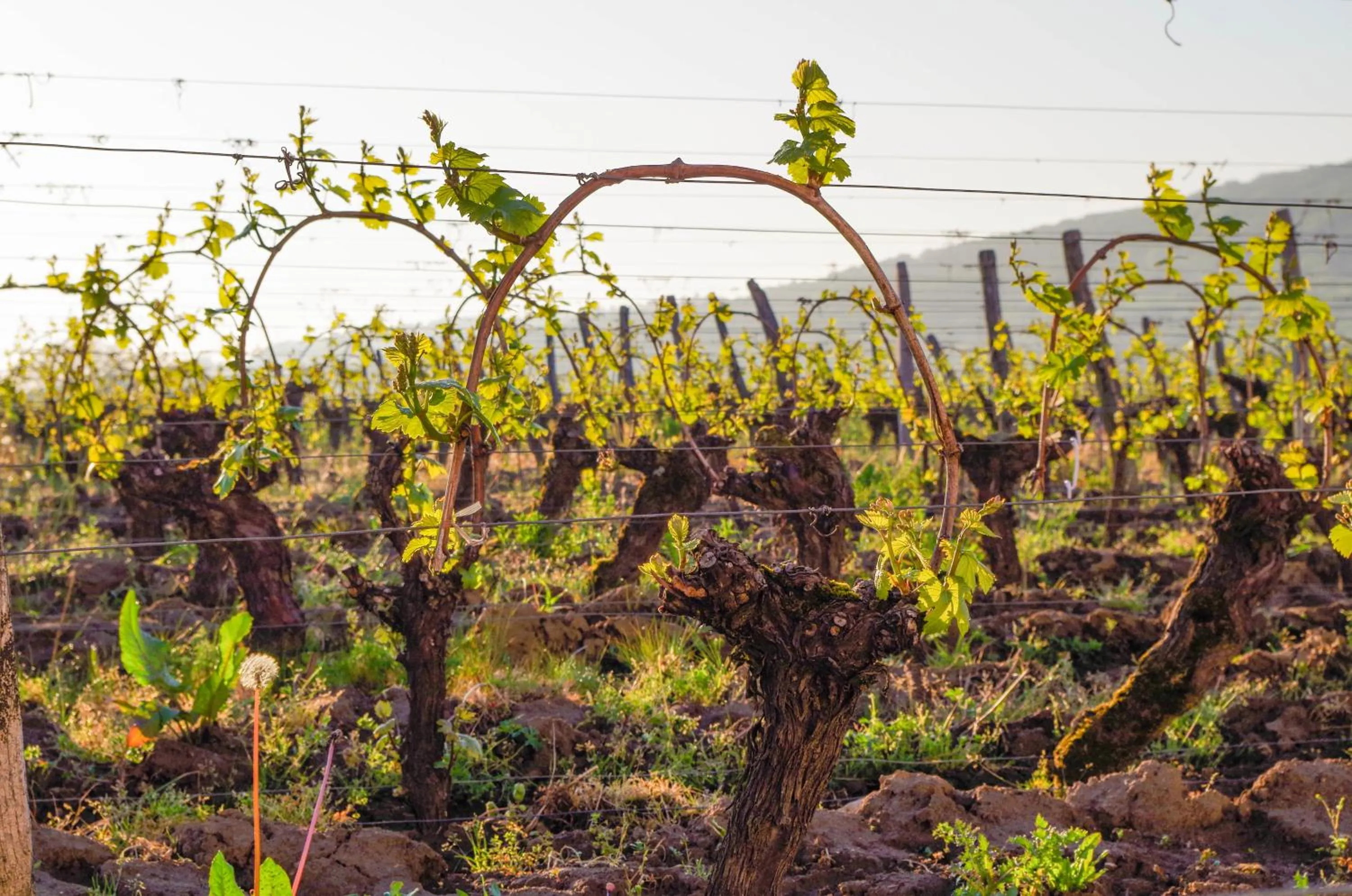 City view in Domaine Joseph LAFARGE Wine Resort B&B