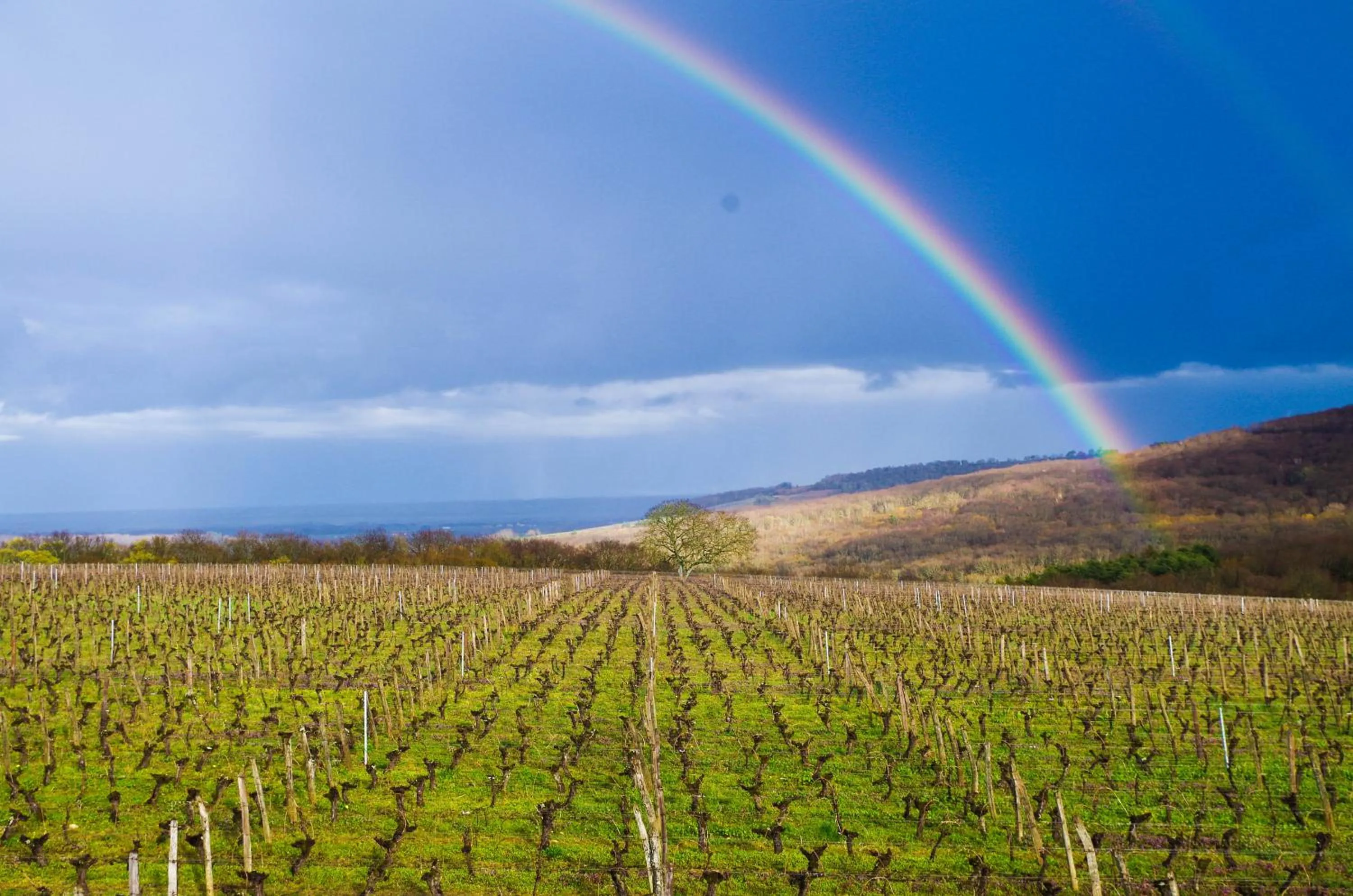 Bird's eye view in Domaine Joseph LAFARGE Wine Resort B&B