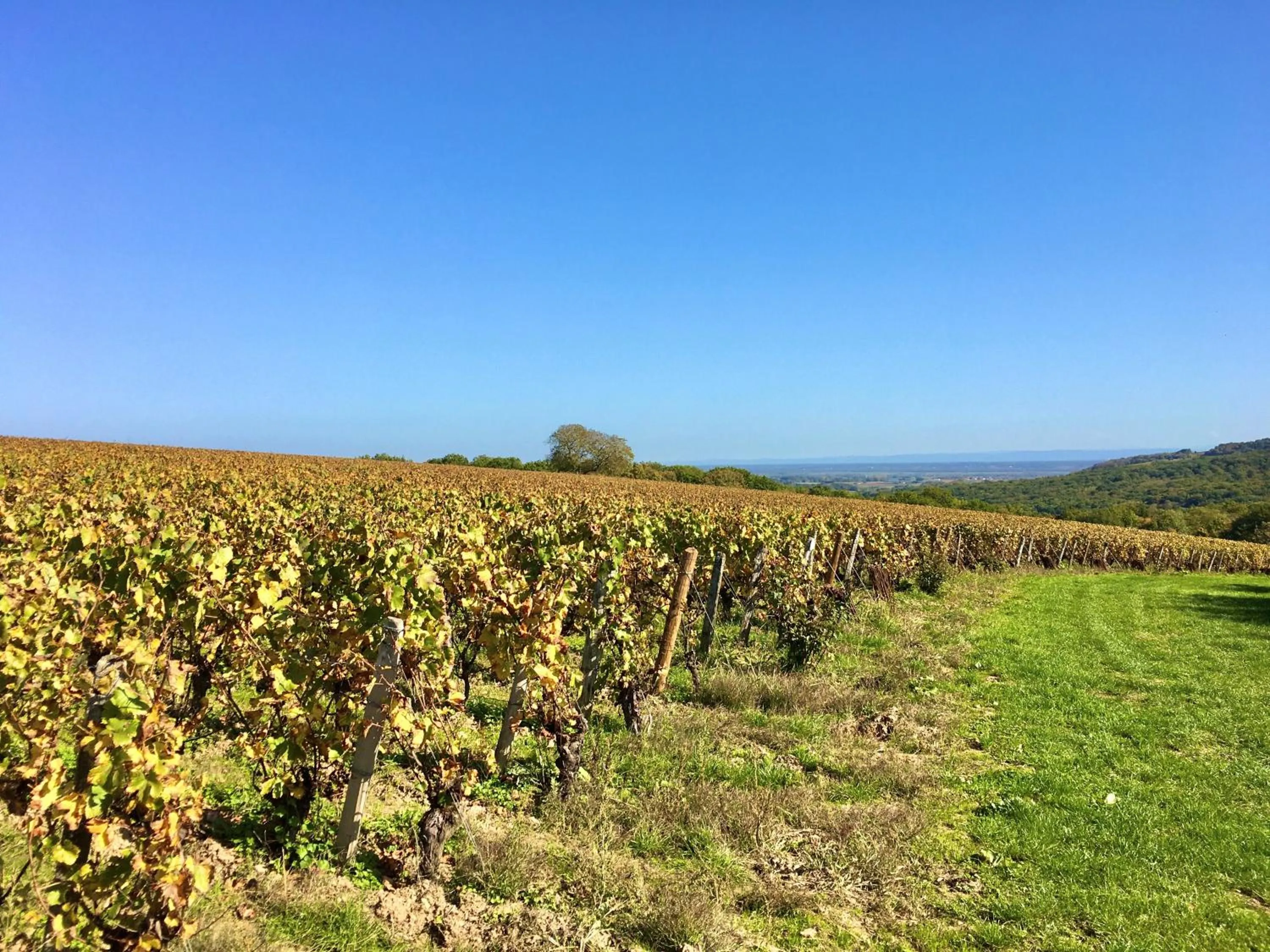 Natural landscape in Domaine Joseph LAFARGE Wine Resort B&B