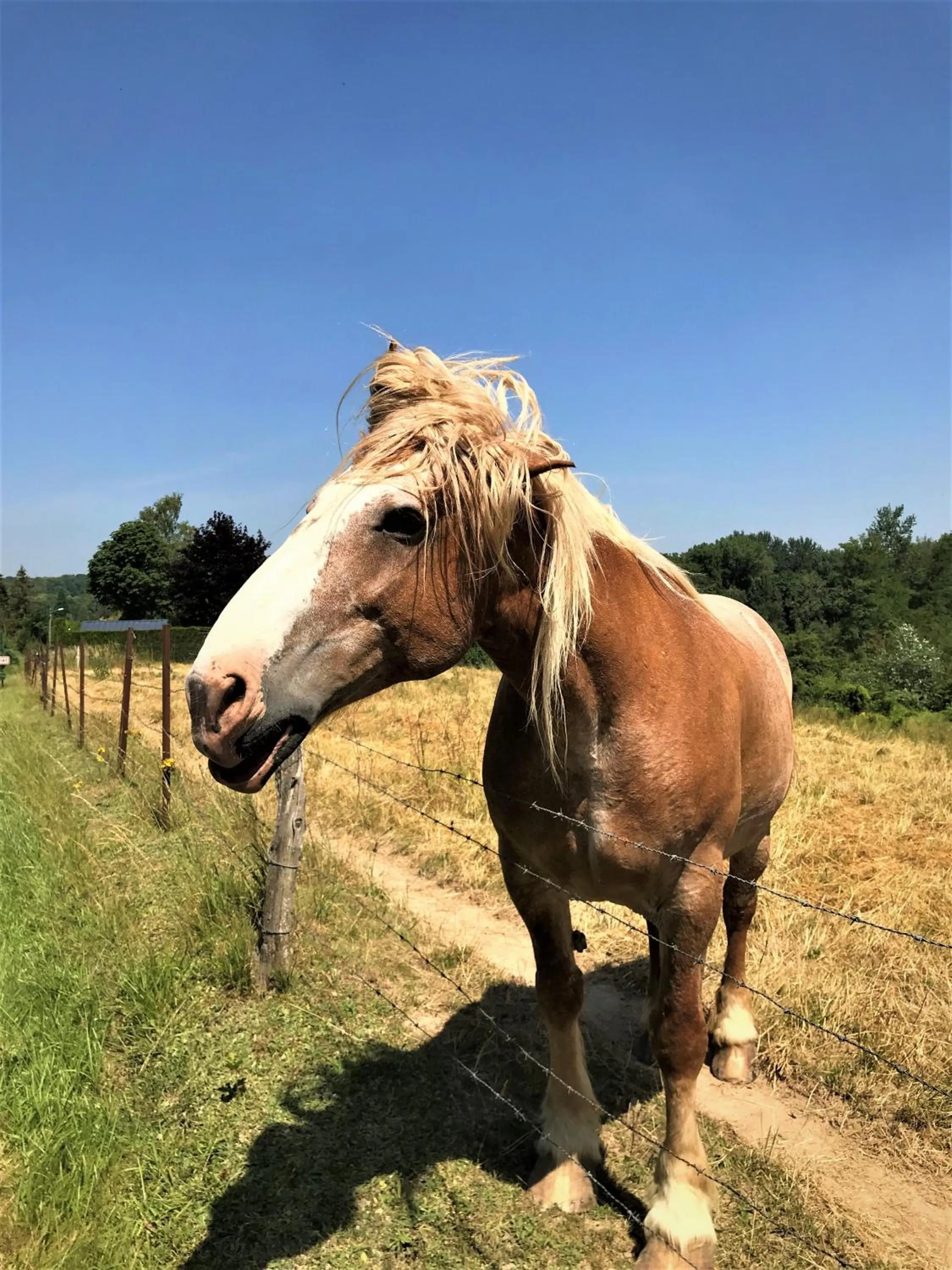 Entertainment in Les 3 Tilleuls