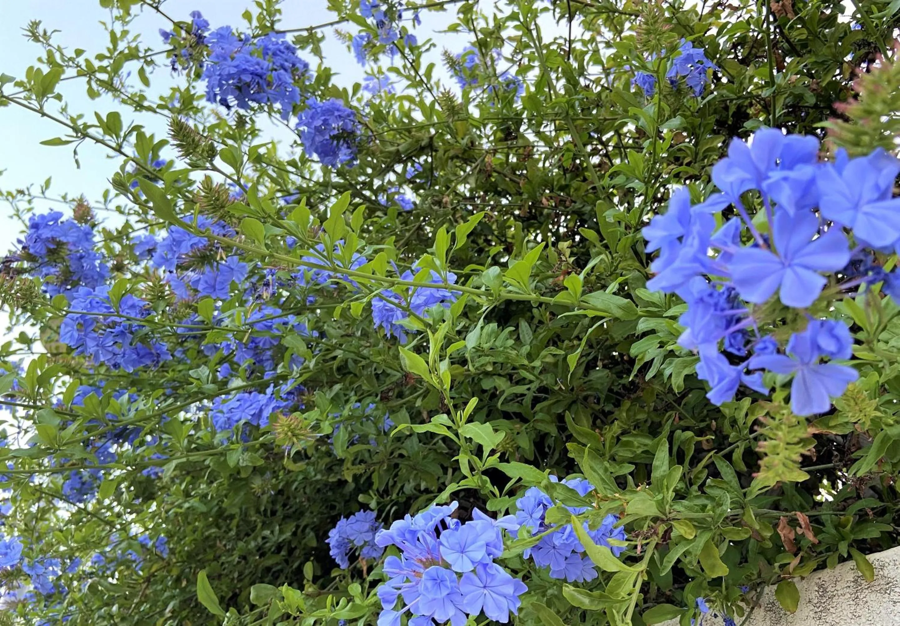 Garden in Hotel Tikar