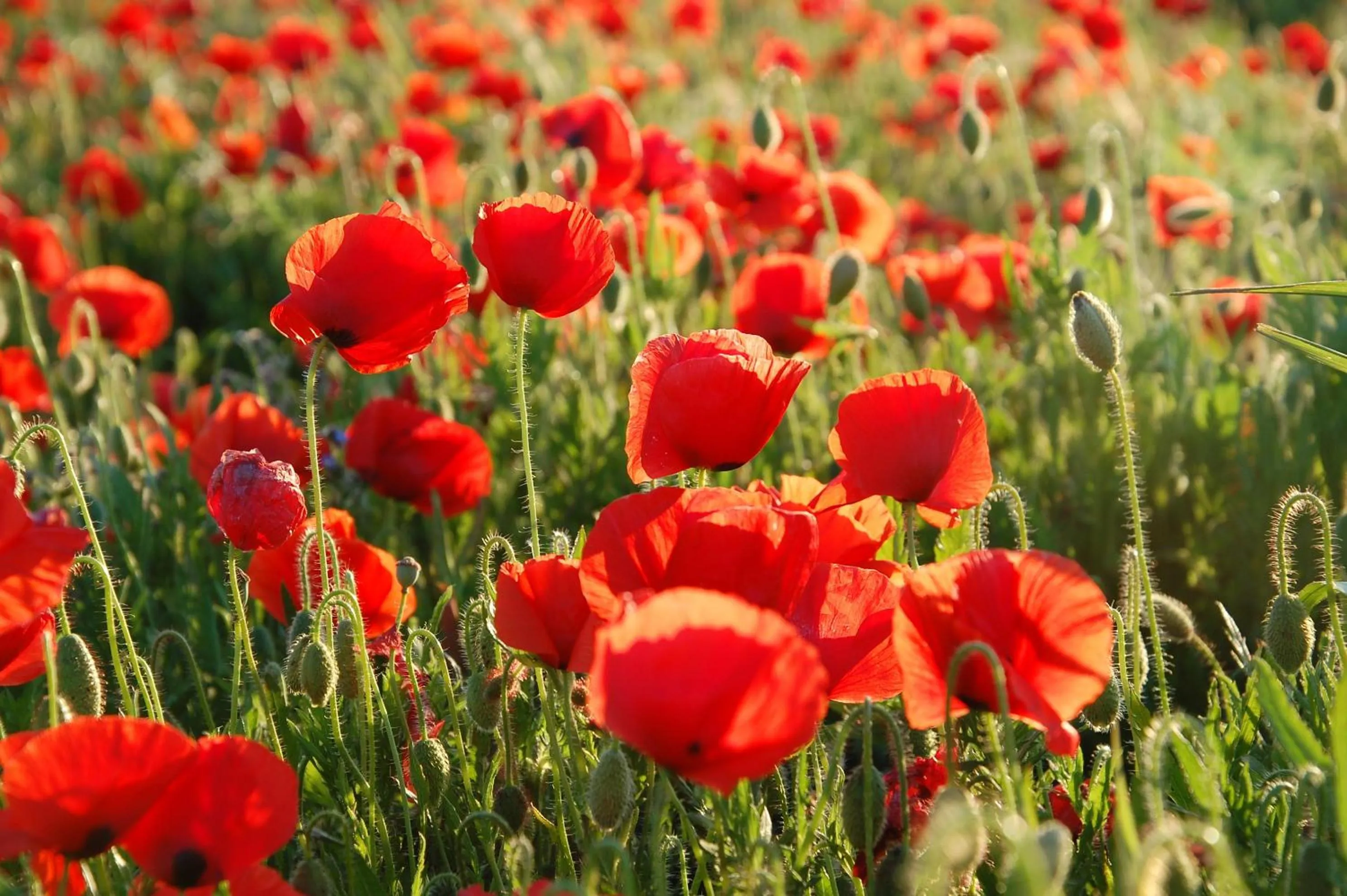 Natural landscape in Auberge Les Olivades