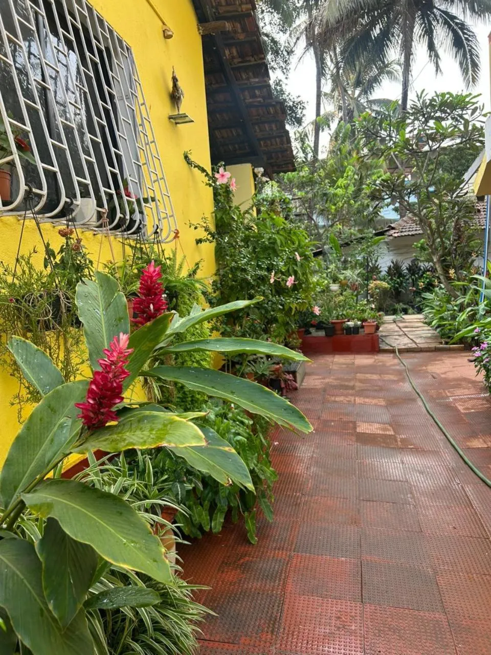 Garden view in Fatima Guest House