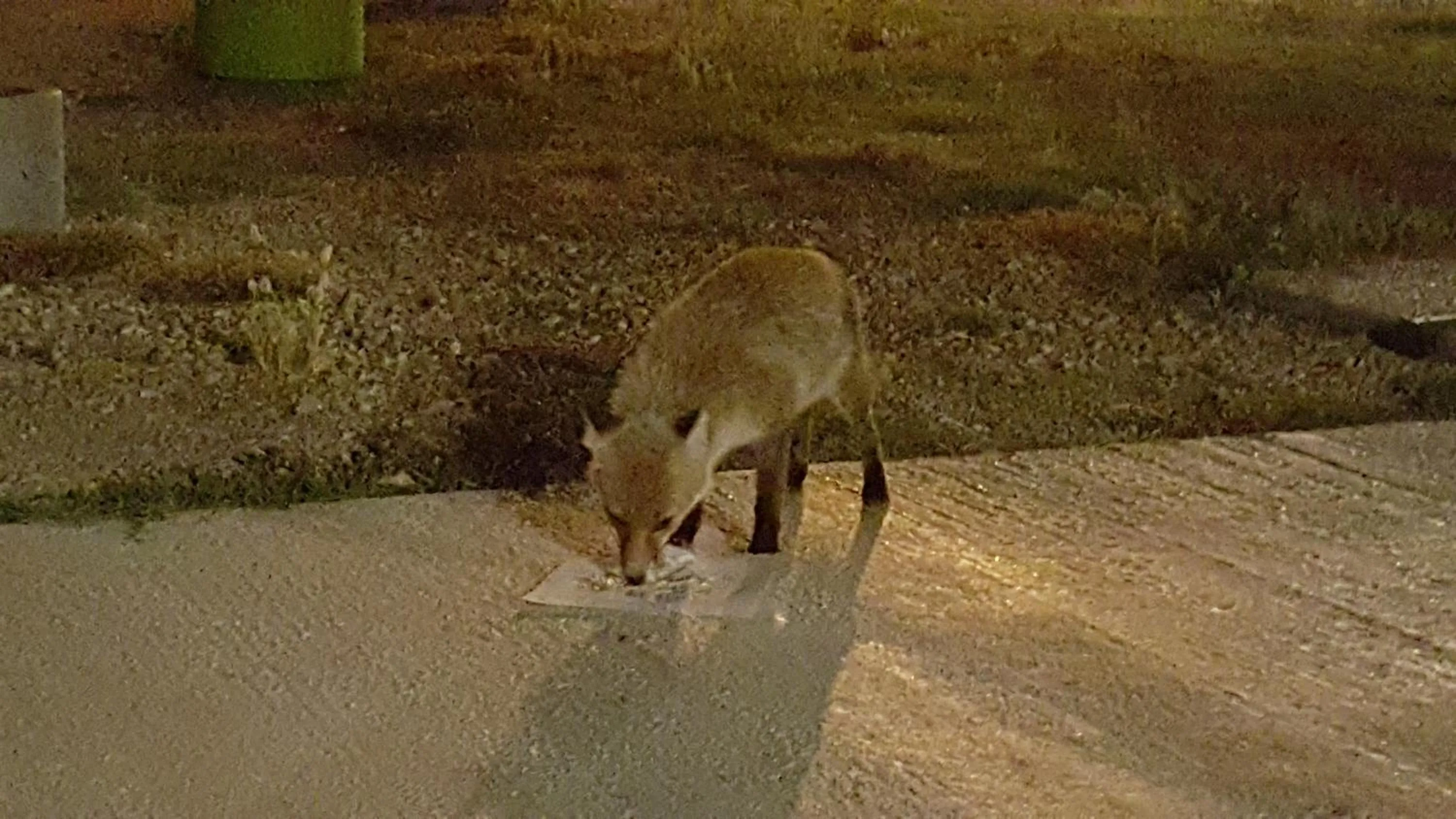 Animals in Mama Lina