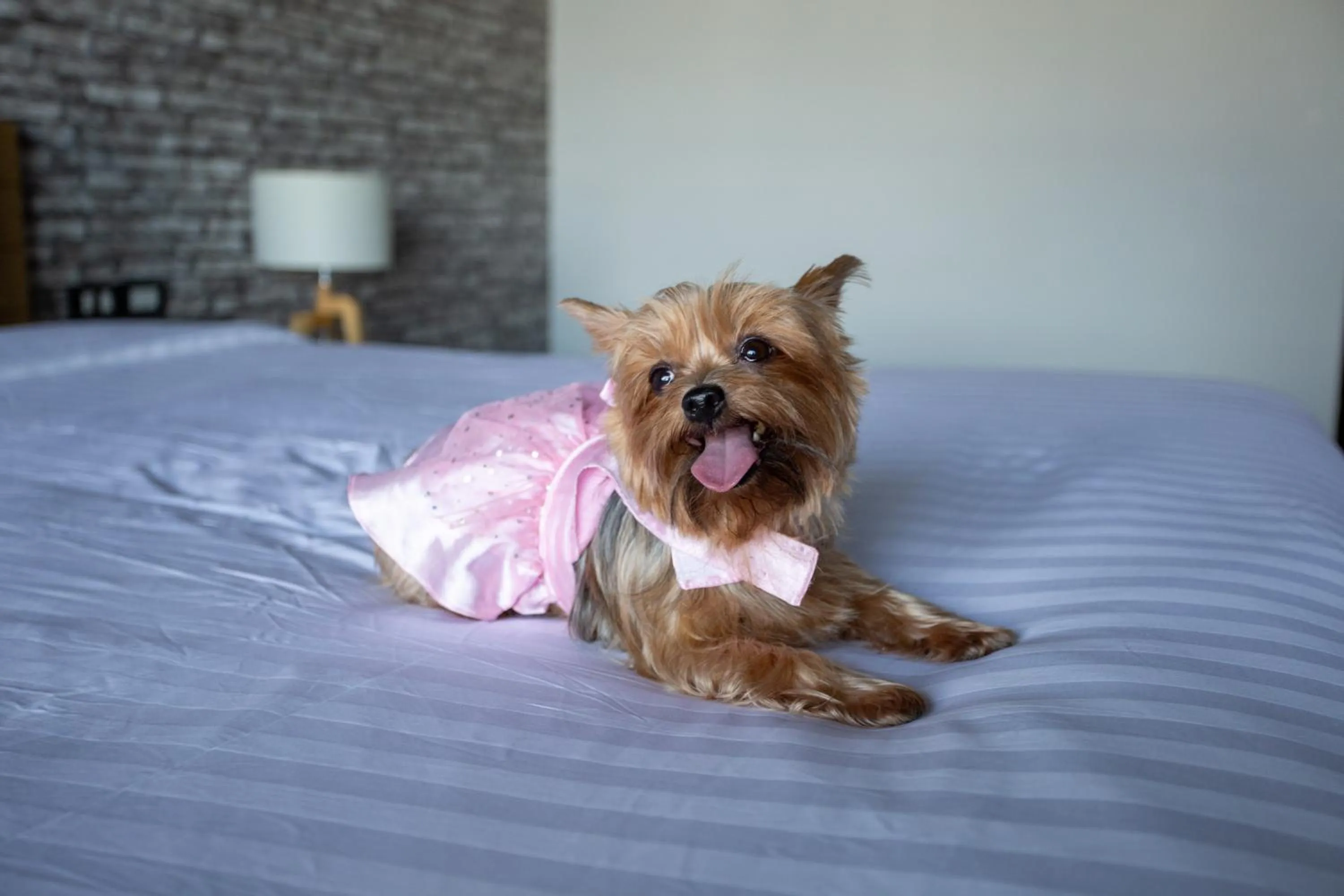 Pets, Bed in Get Zleep Premium Budget Hotel